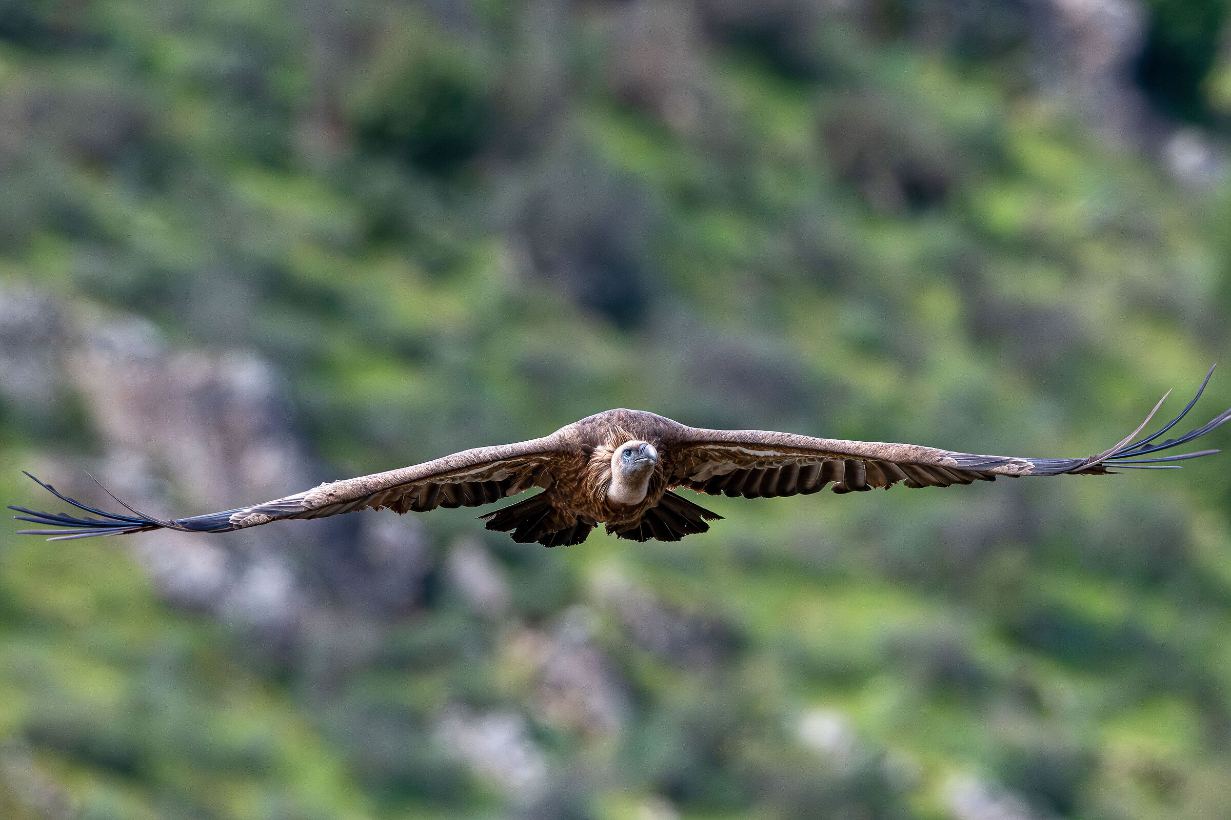 Griffin in flight set