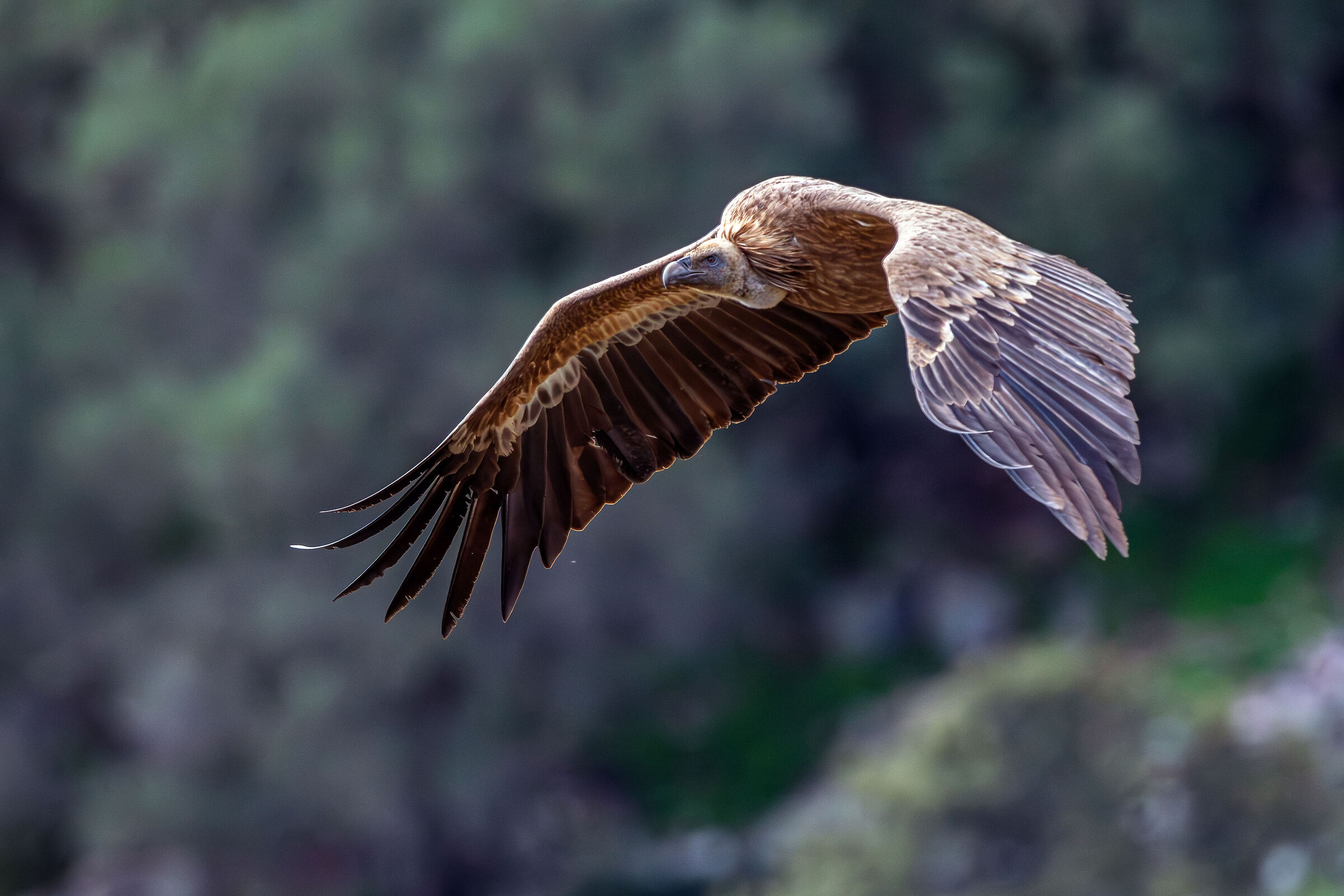 Griffin in flight set