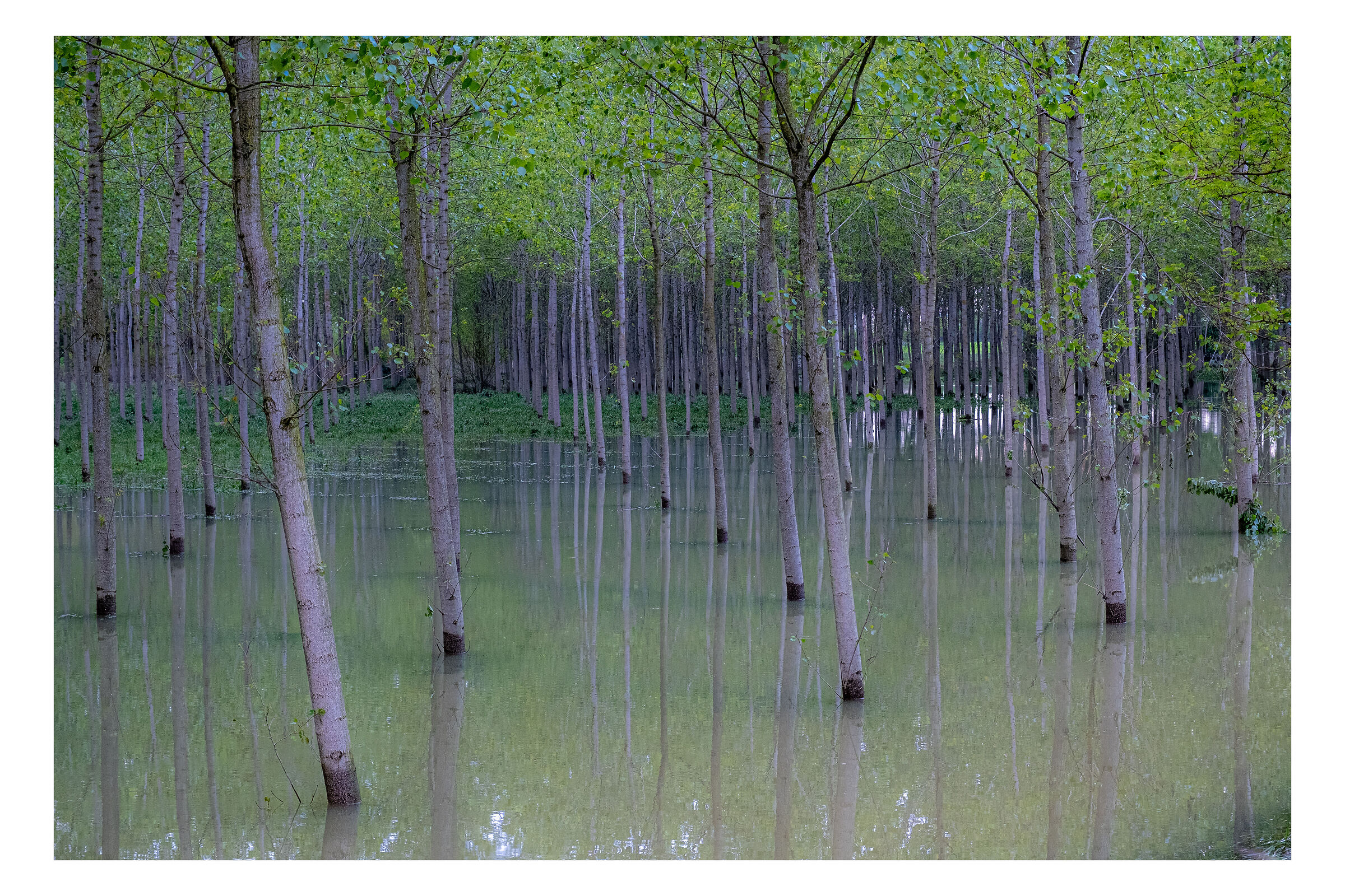 flood