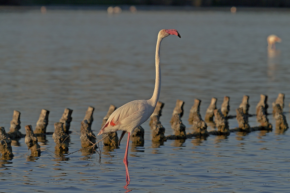 Sentinella all'erta.