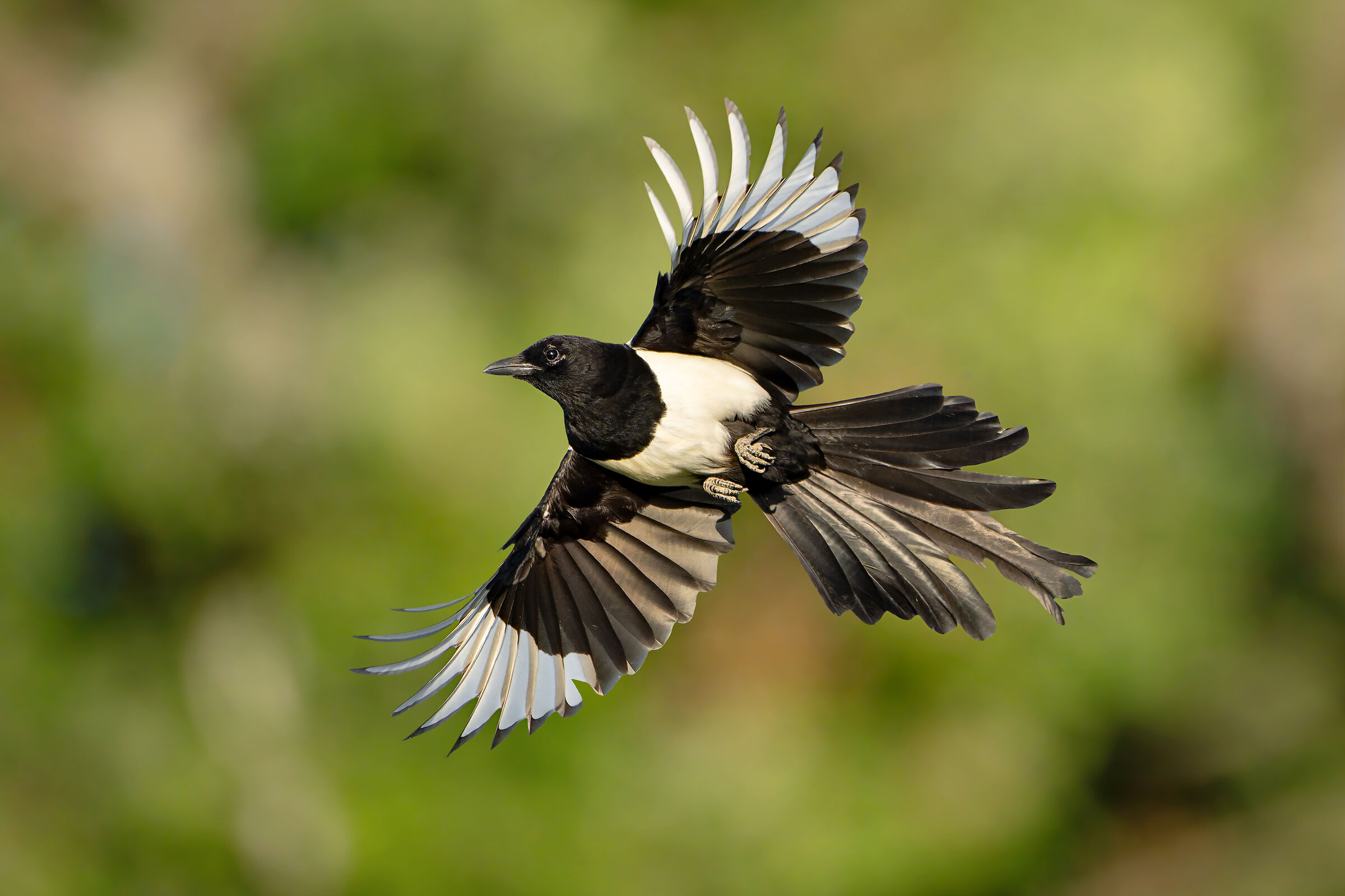 Magpie