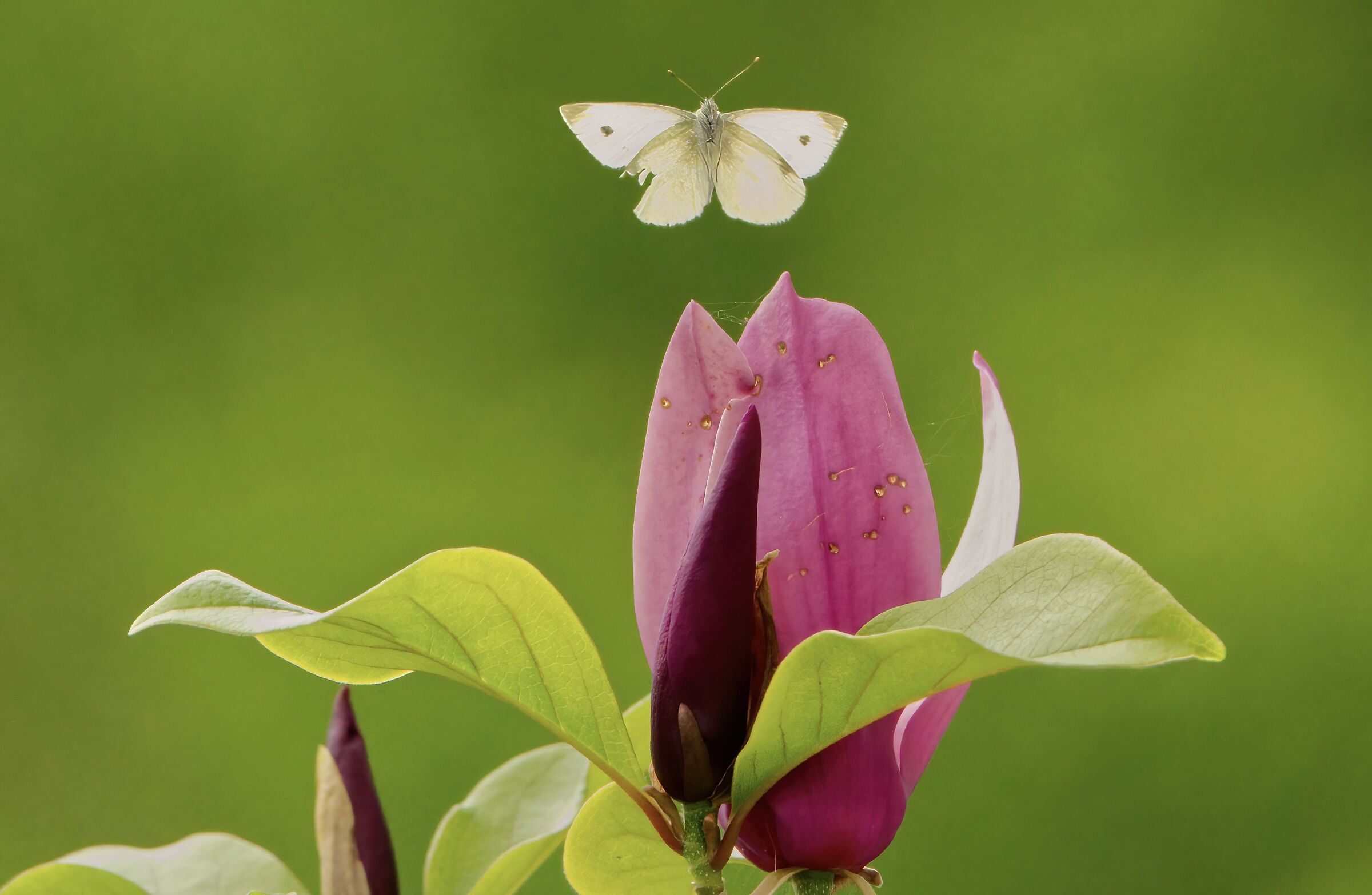 La cavolaia e la magnolia