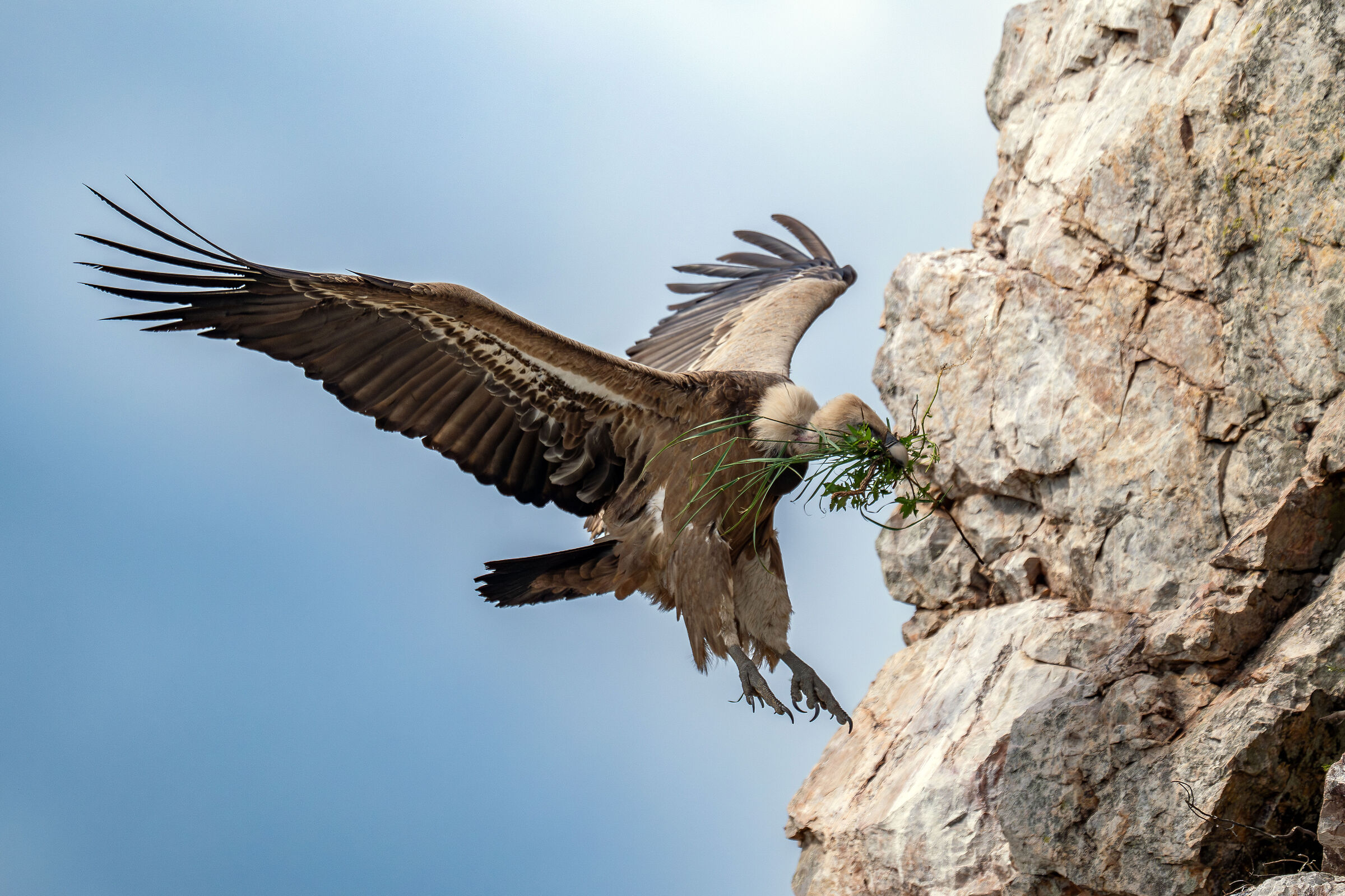 Work on the nursery in progress...