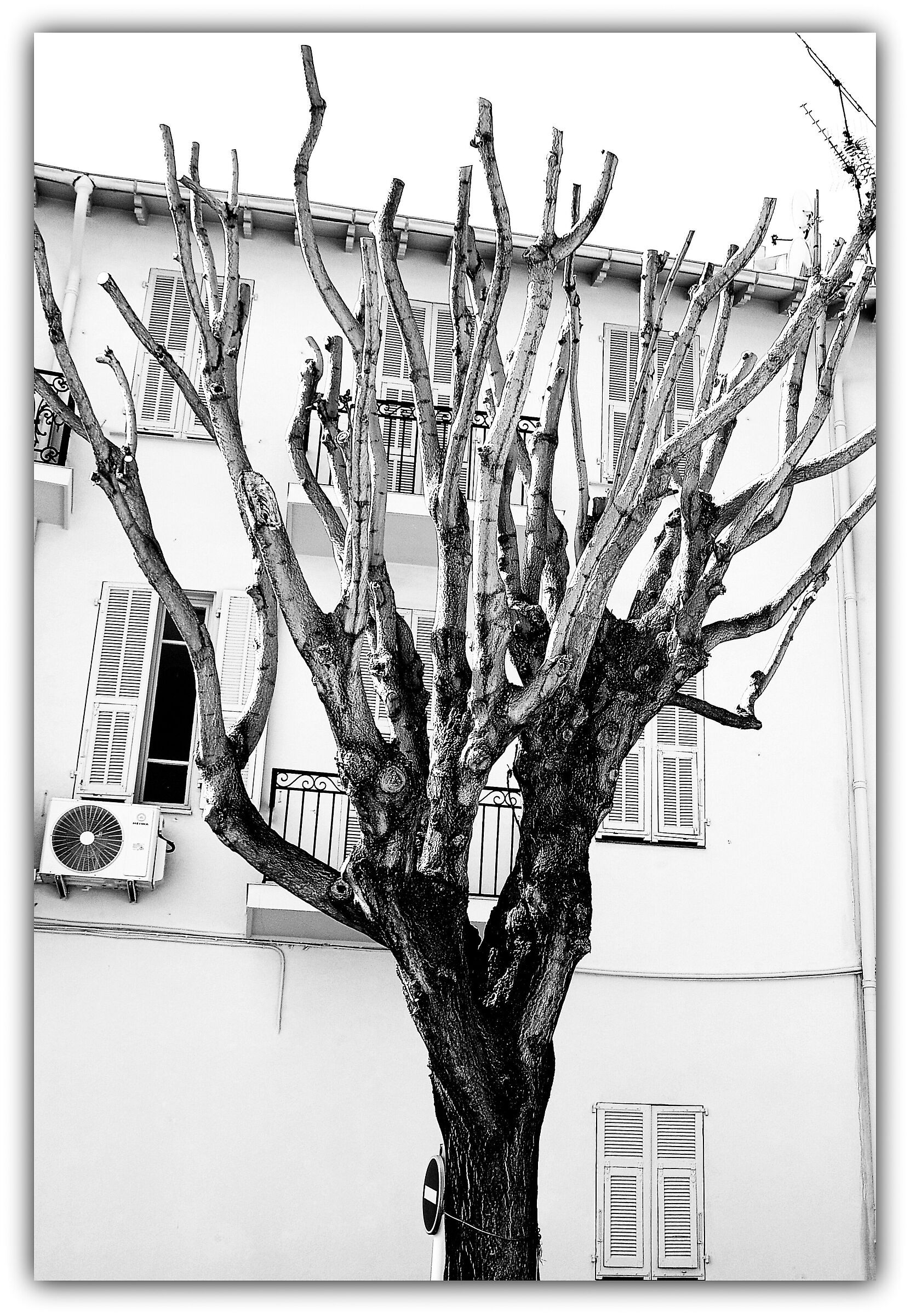 Offshoots to the sky