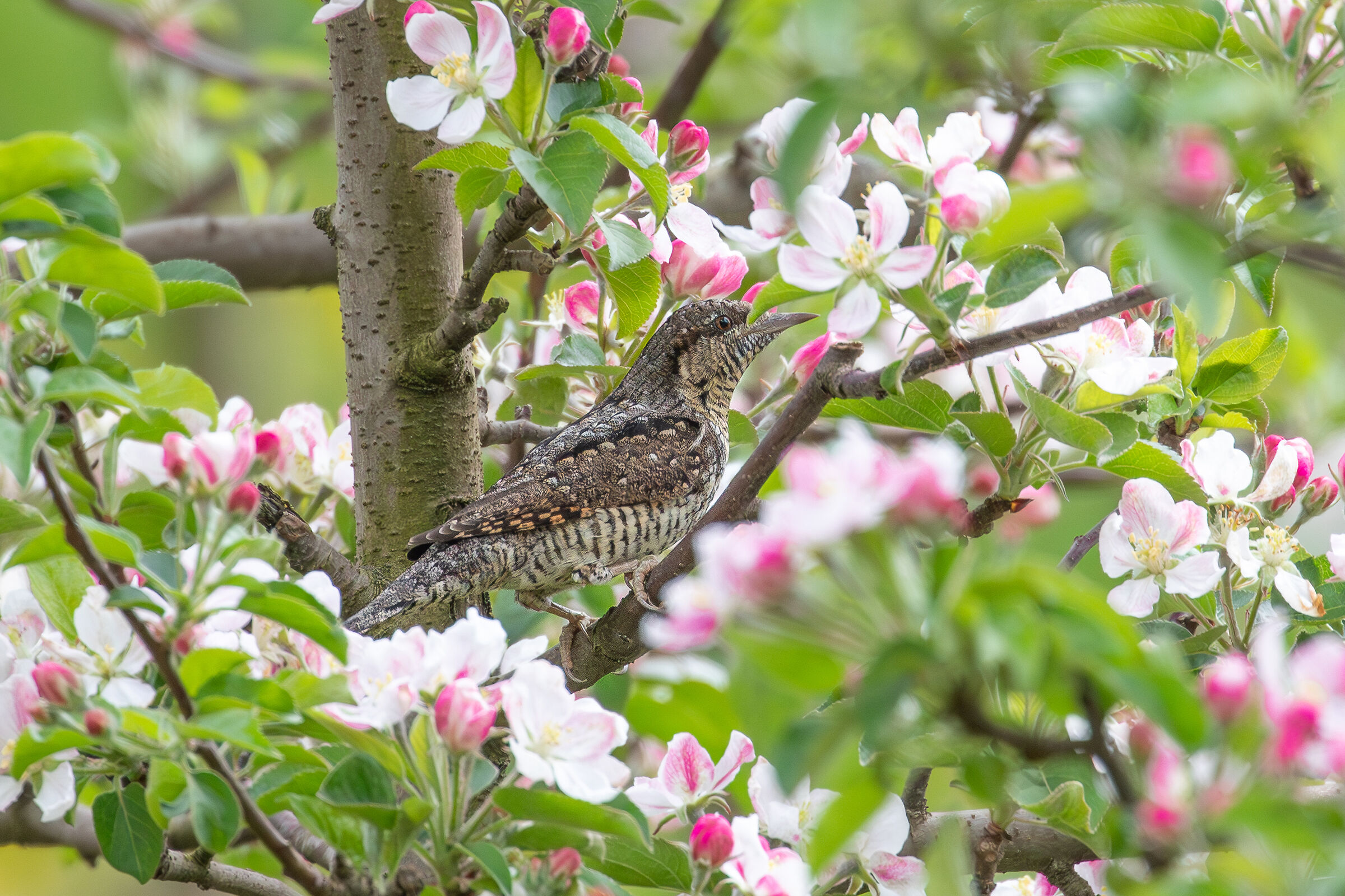 torcicollo melo fiorito
