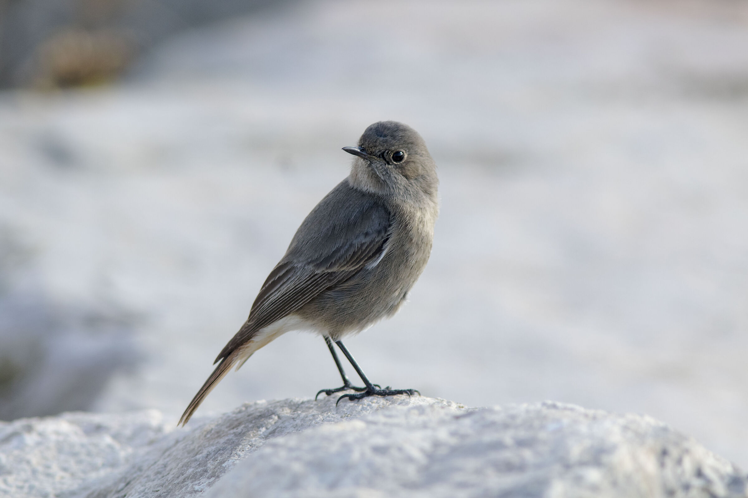 Chimney Sweep Redstart (female)