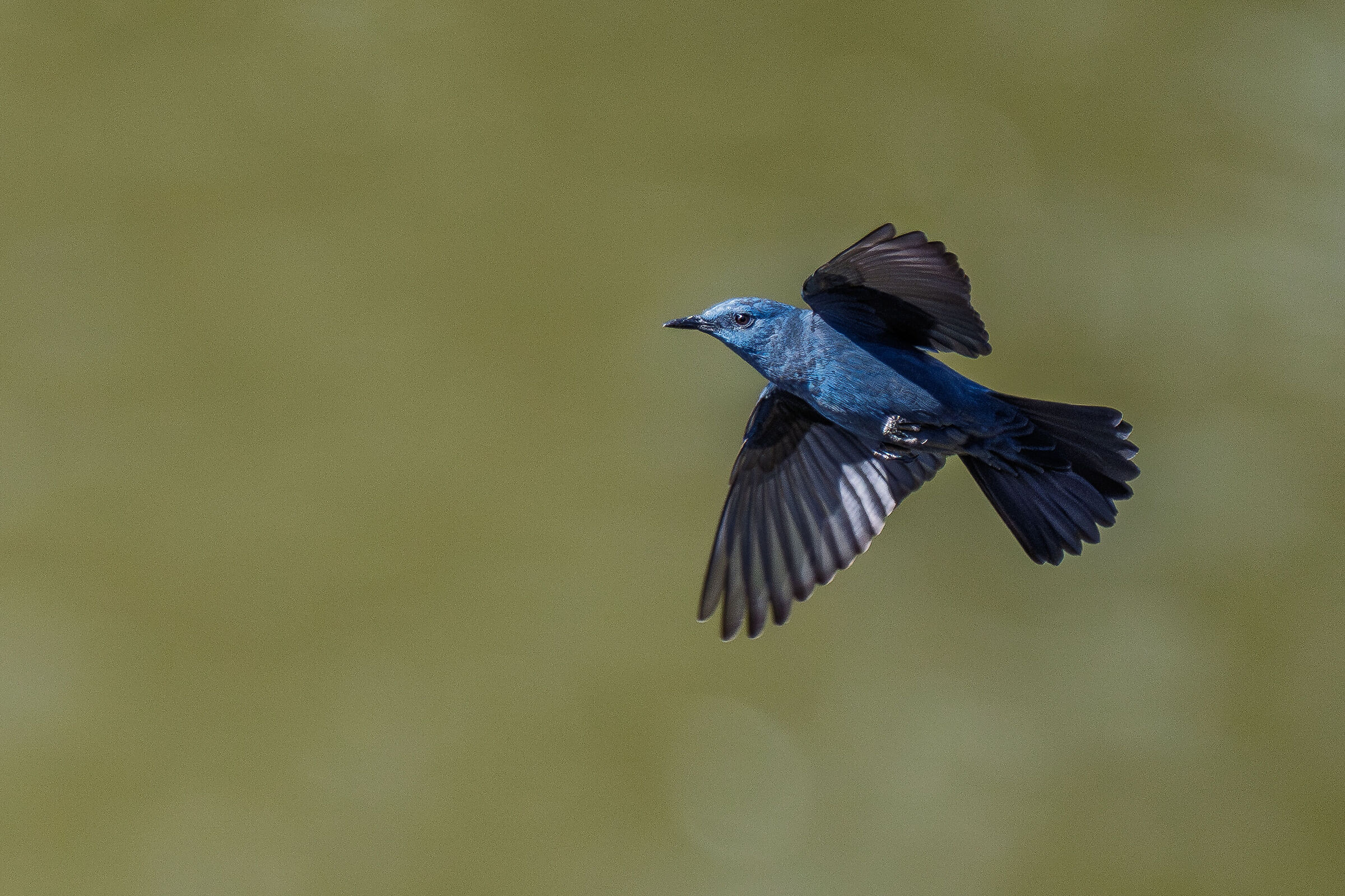 Passero solitario in volo