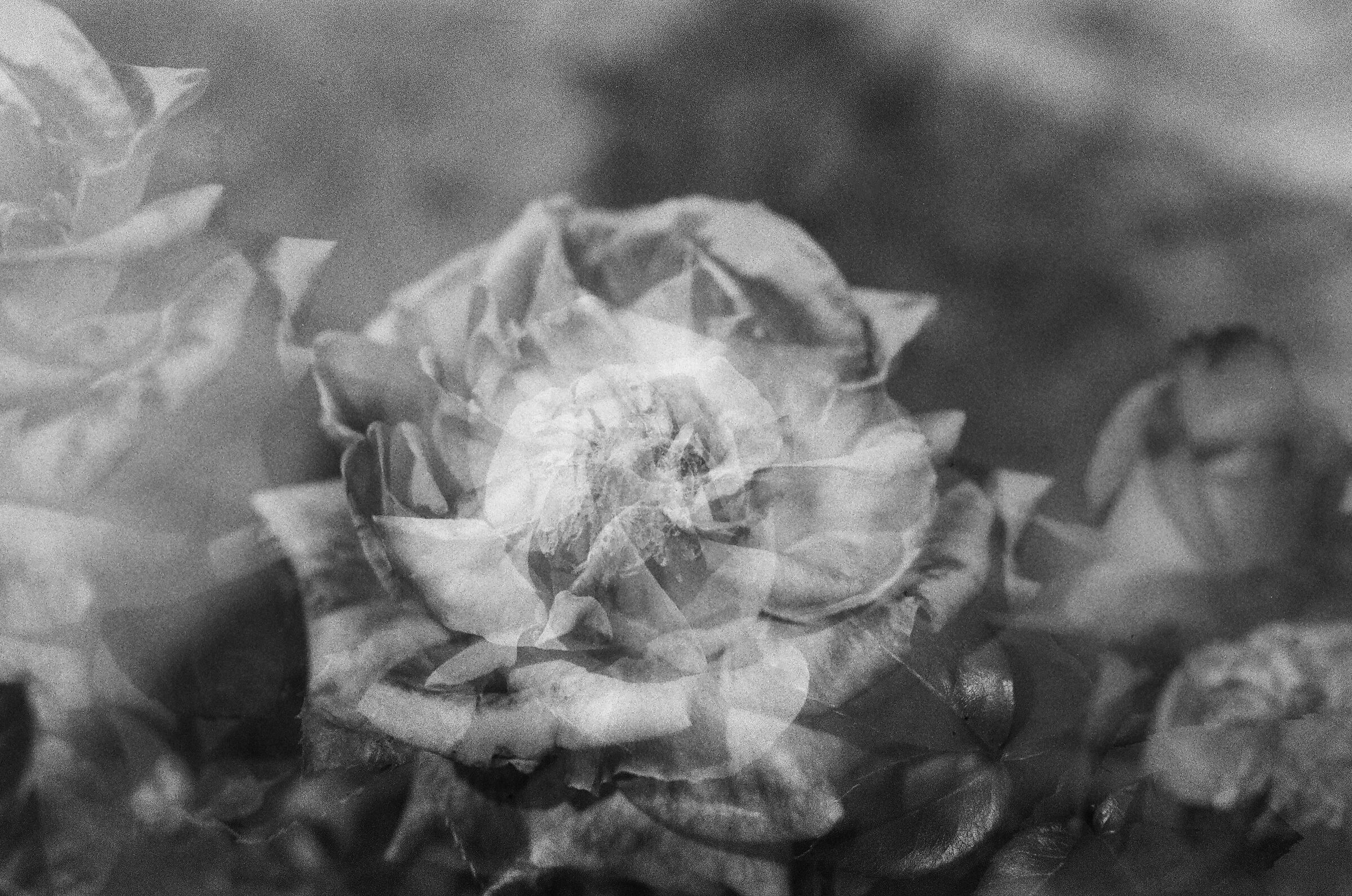 Memory of a rose