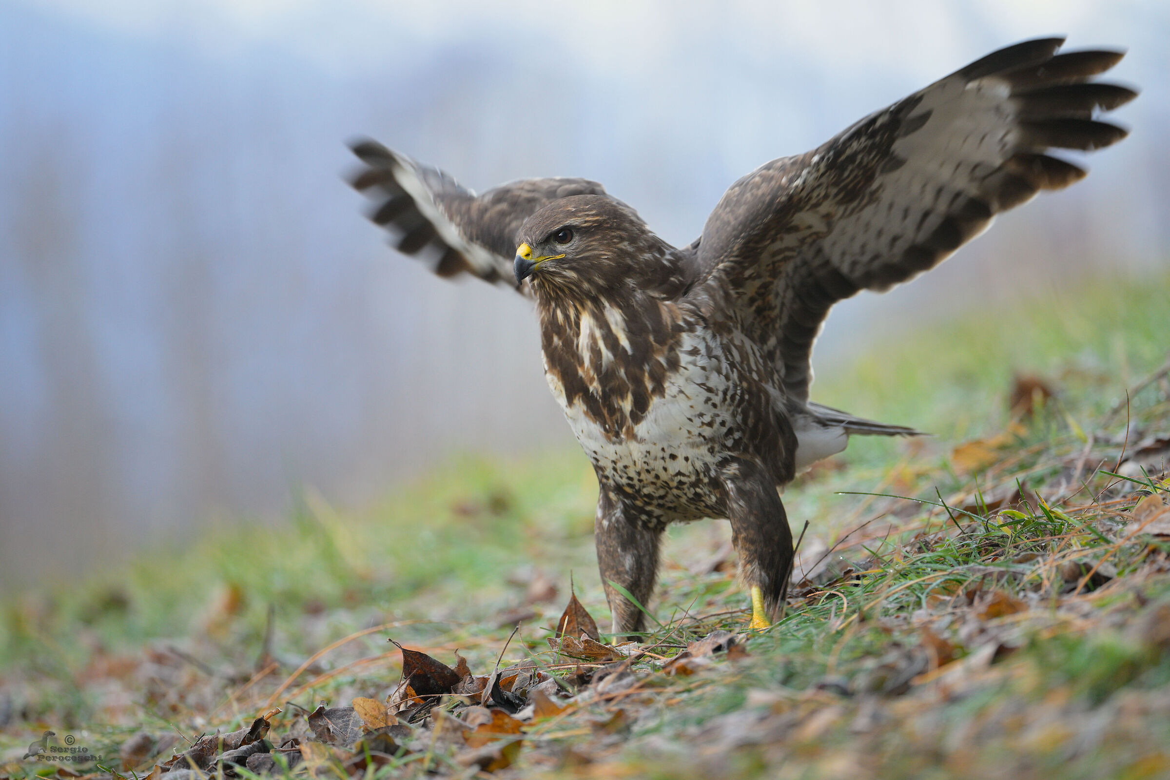 Buzzard