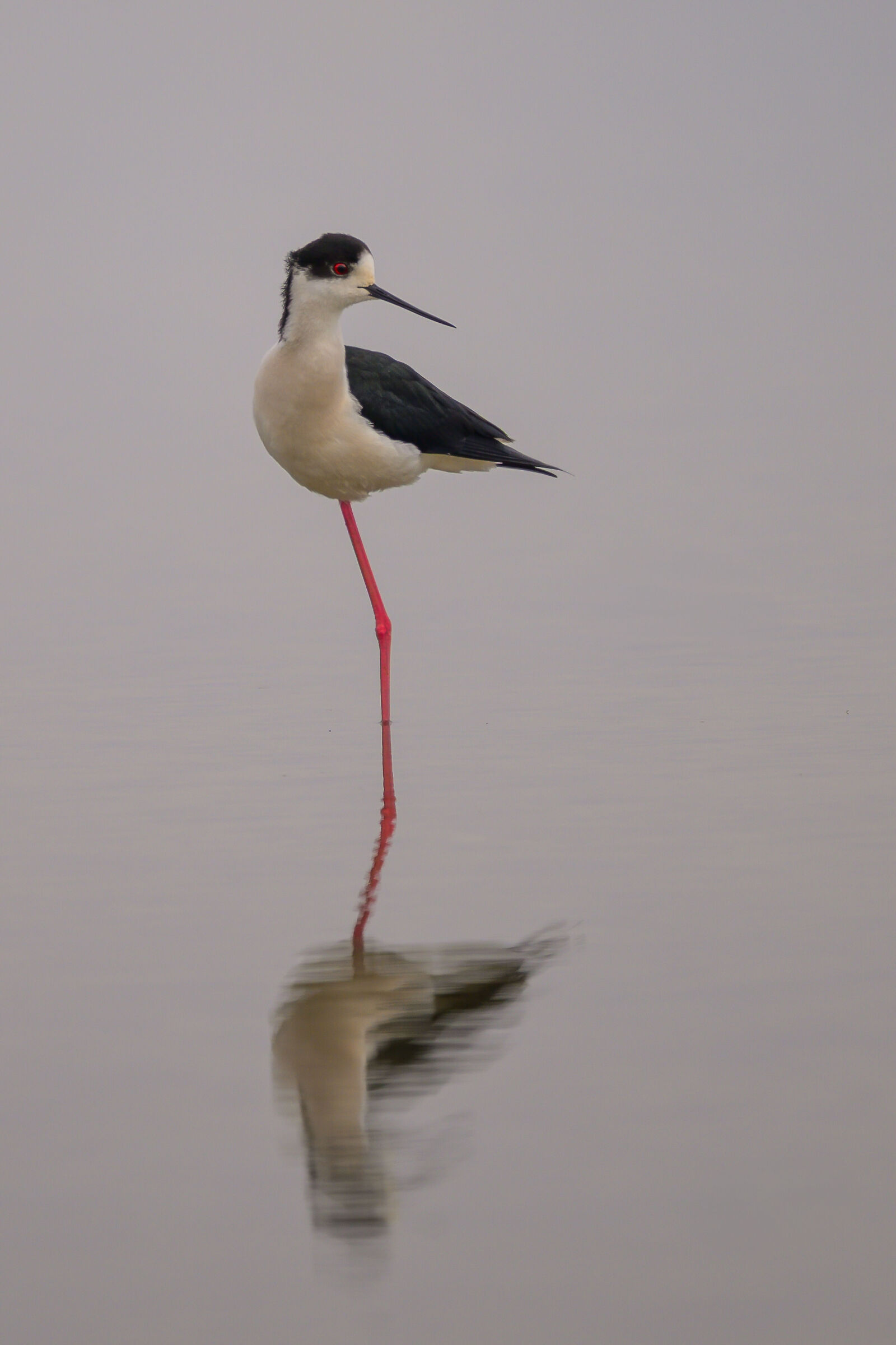 Black-winged Stilt
