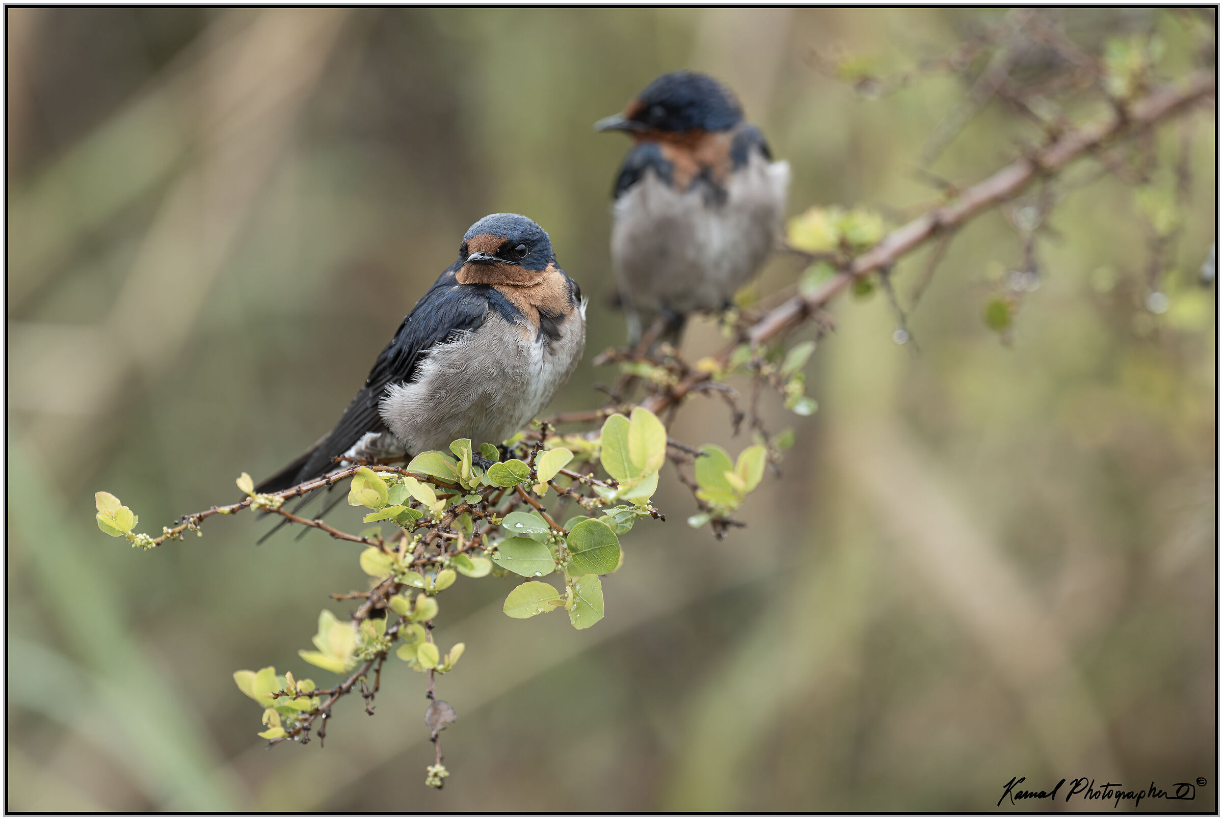Barn swallow (Hirundo rustica)