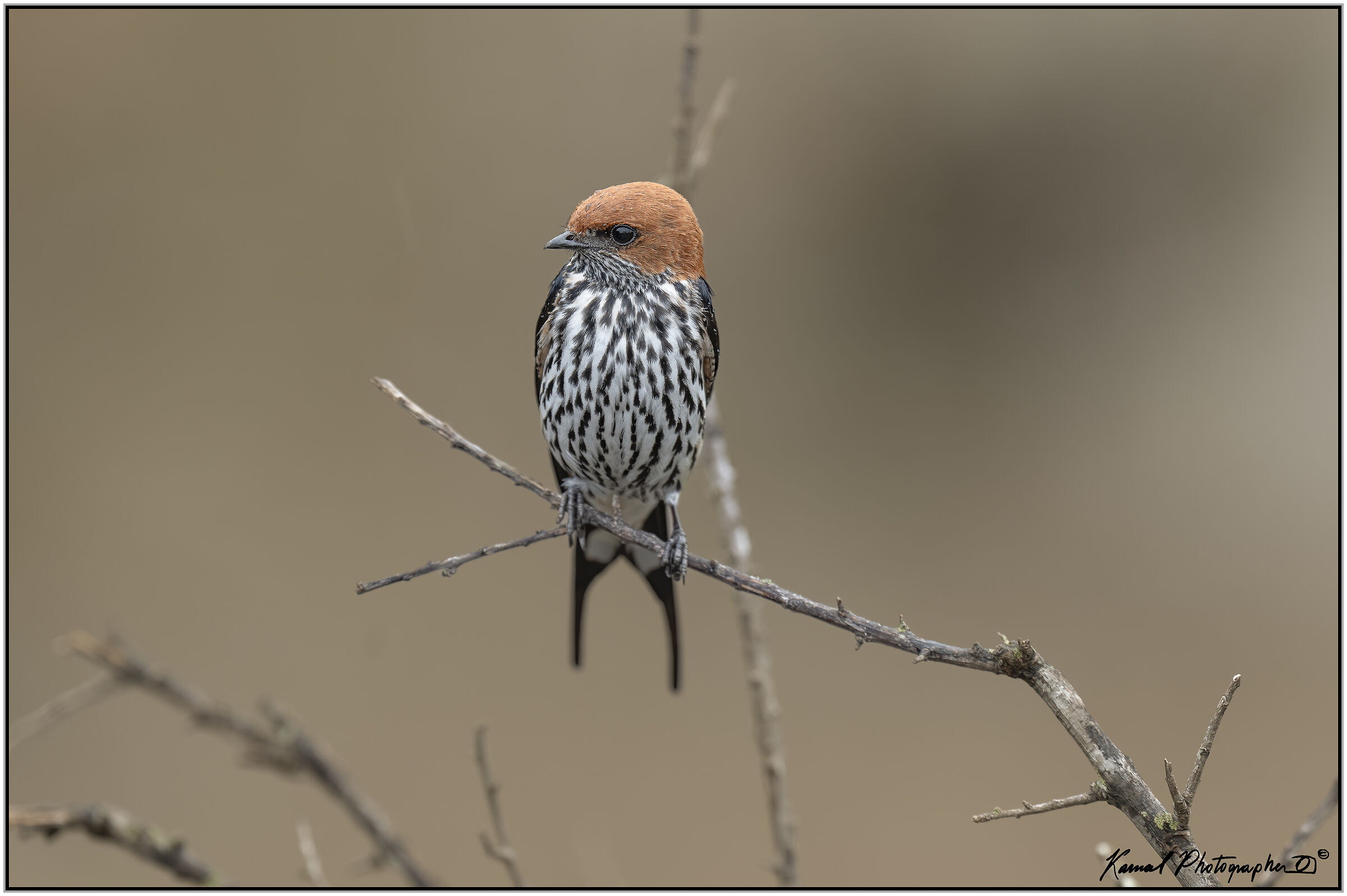 Lesser Striped Swallow (Cecropis abyssinica)
