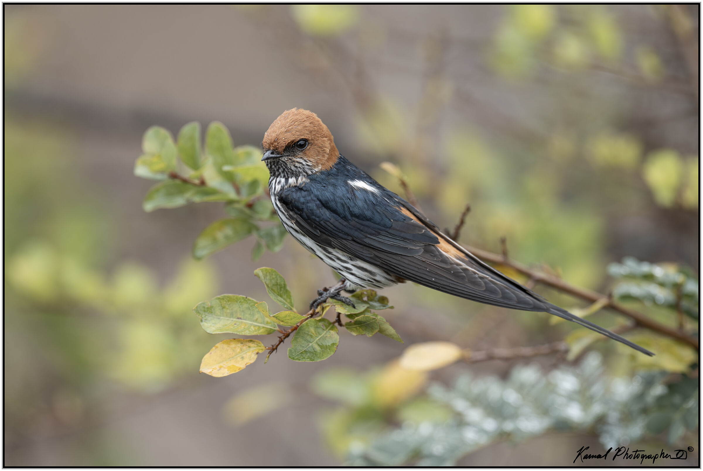 Lesser Striped Swallow (Cecropis abyssinica)