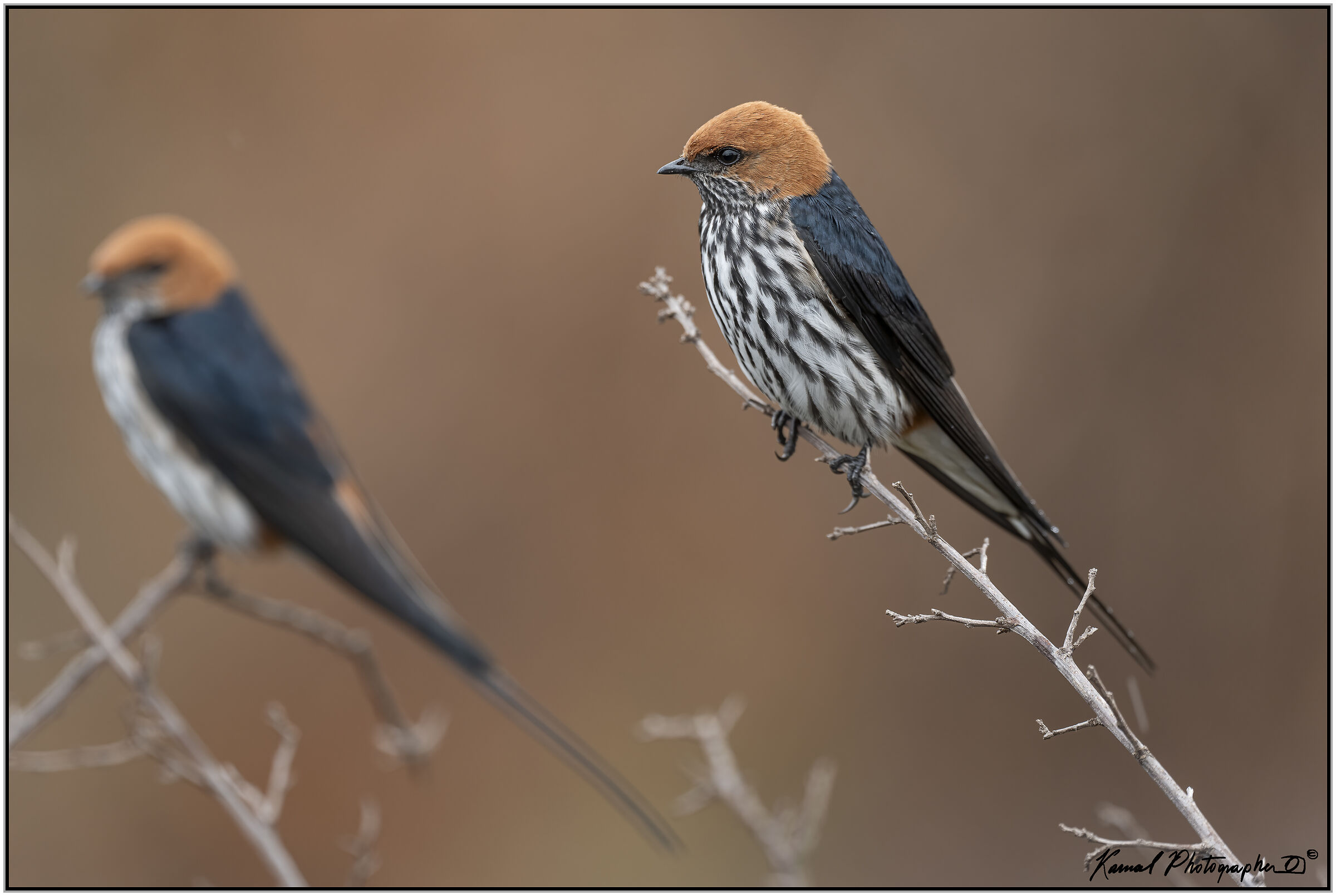Lesser Striped Swallow (Cecropis abyssinica)