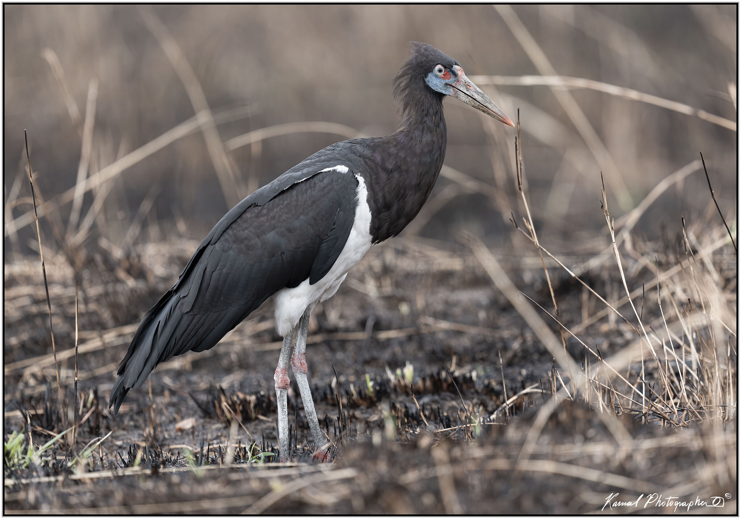 Abdim's stork (Ciconia abdimii)