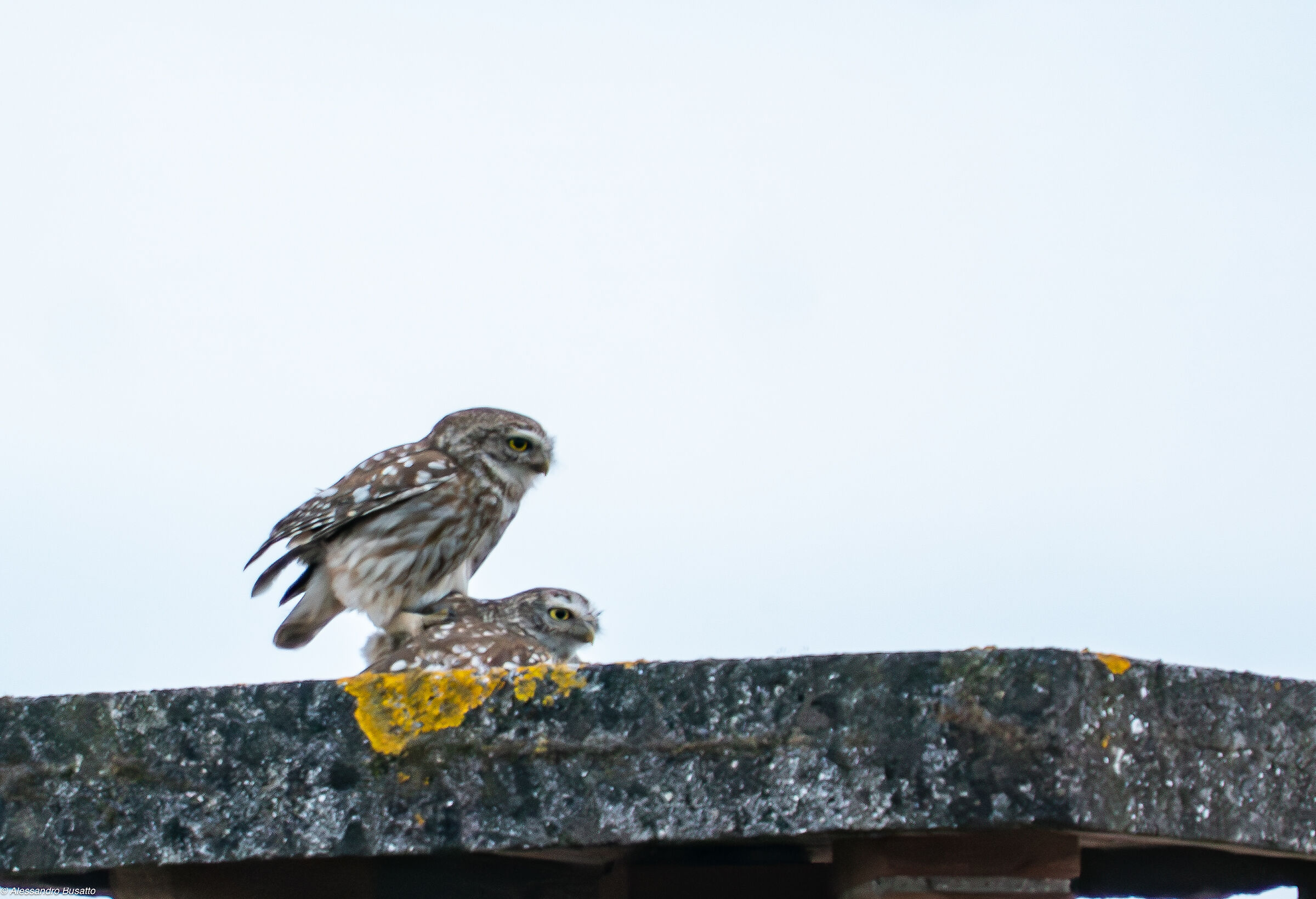 Mating owls