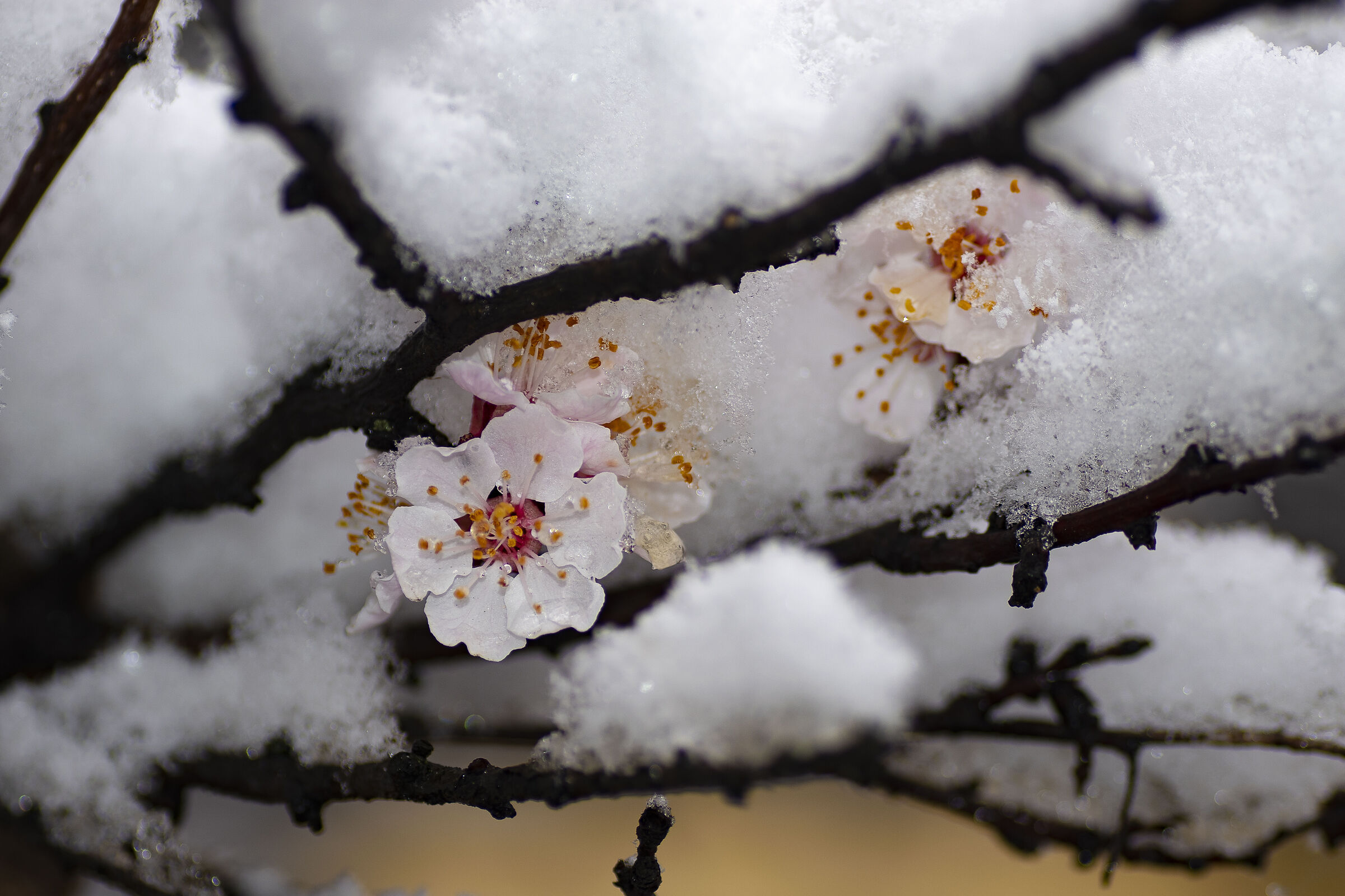 Primavera Capricciosa