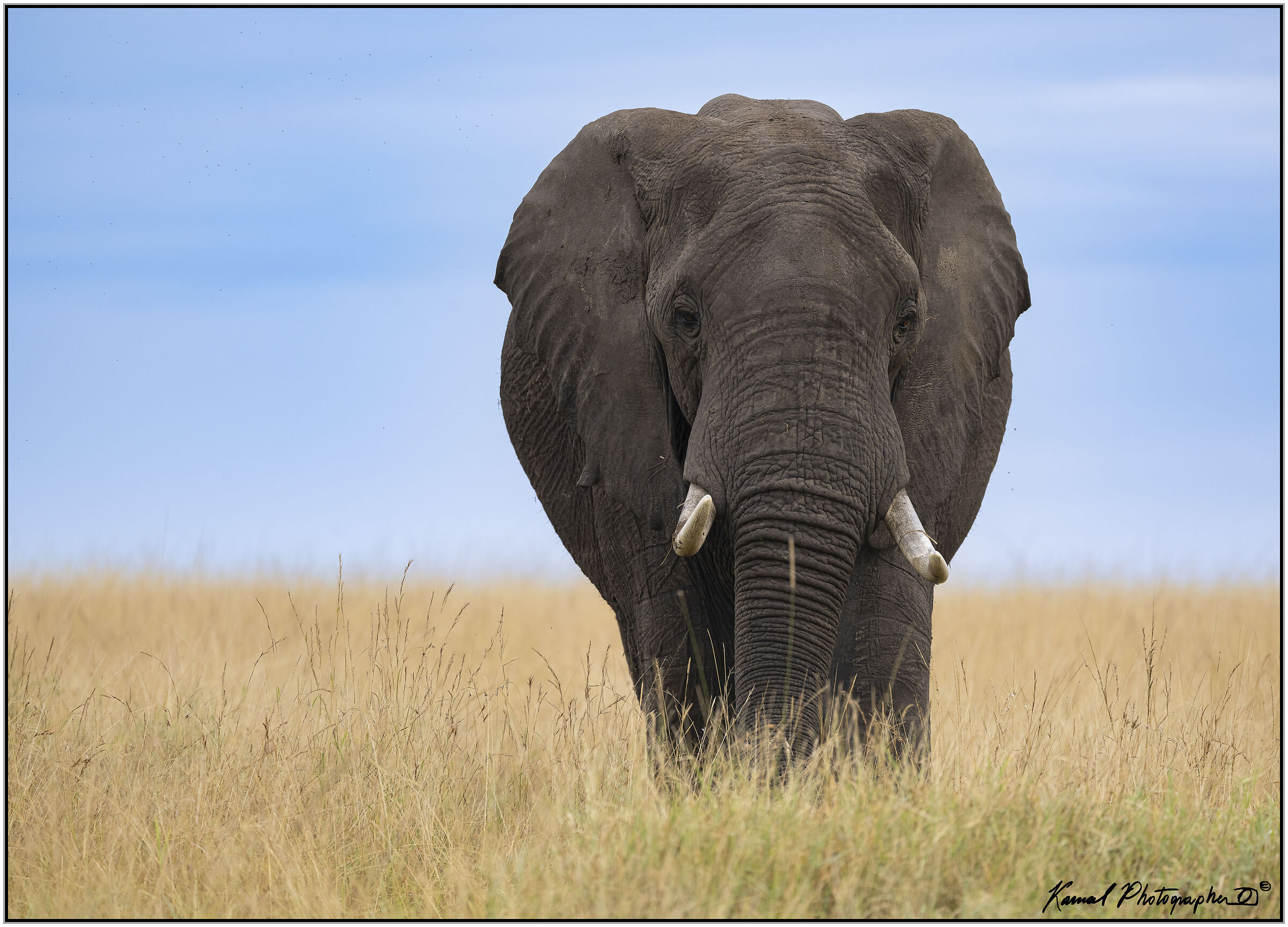Elefante africano di savana (Loxodonta africana)