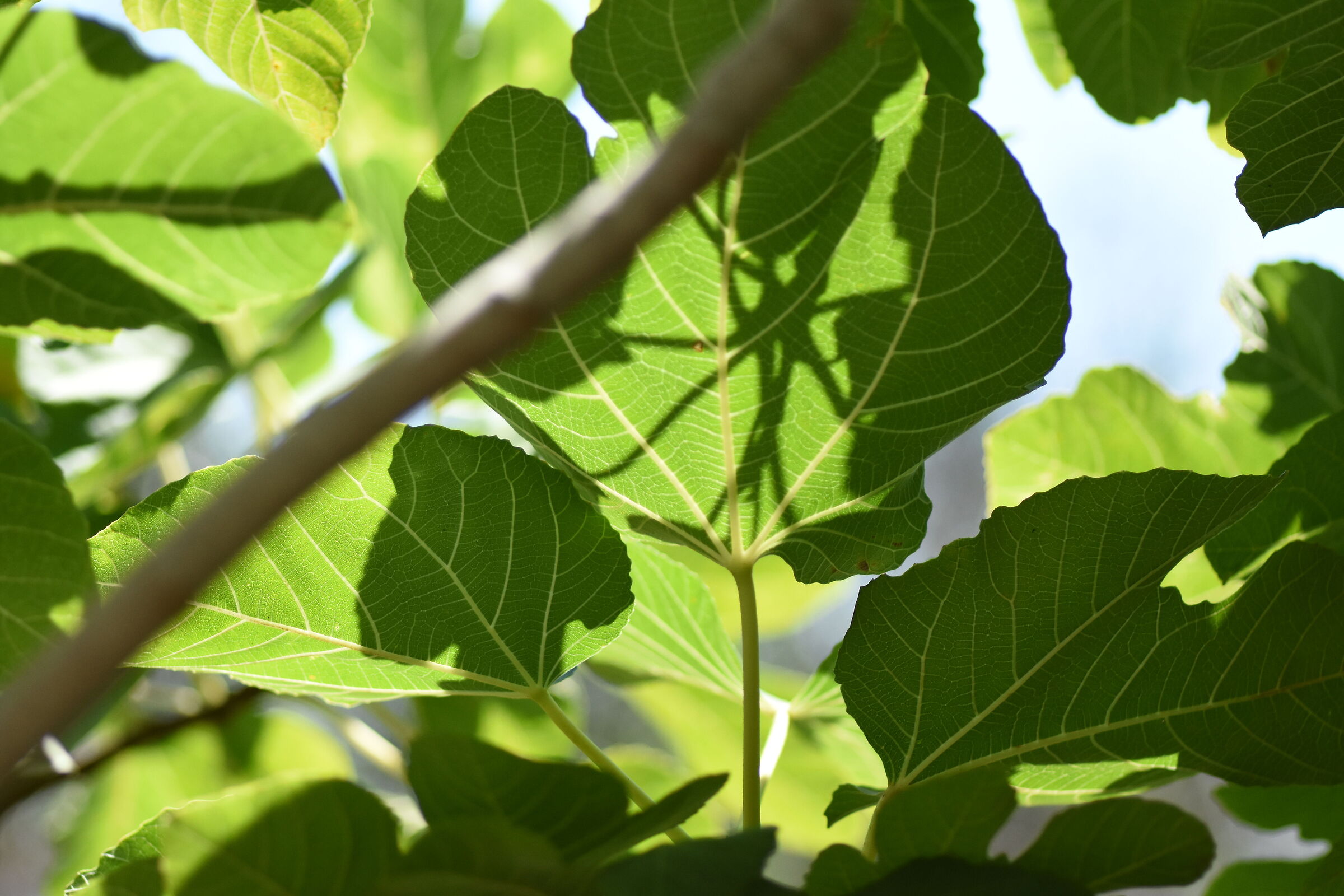 Crop 150, 1/8 Mila, Tokina 100 F . 2.8 Atx-i-D 7200