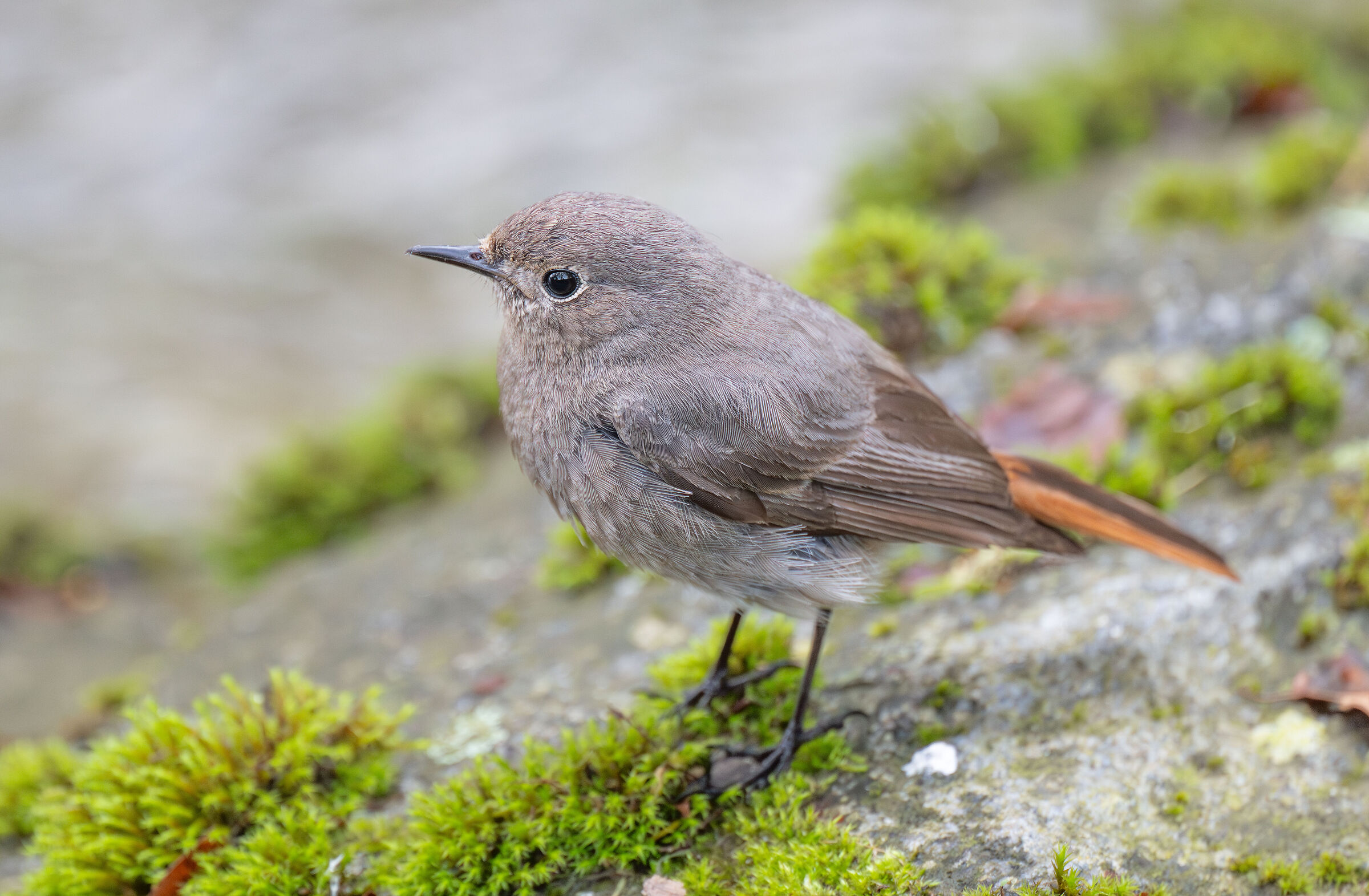 redstart