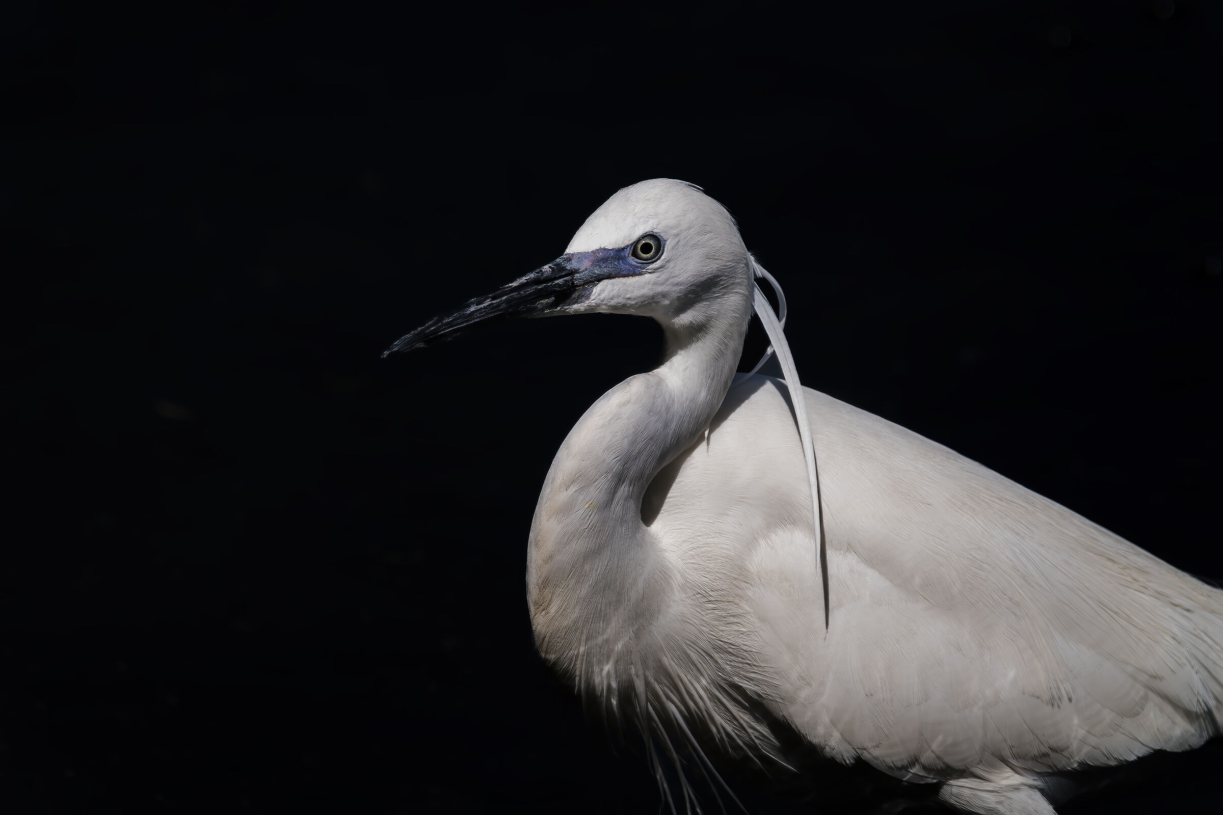 Portrait of an egret