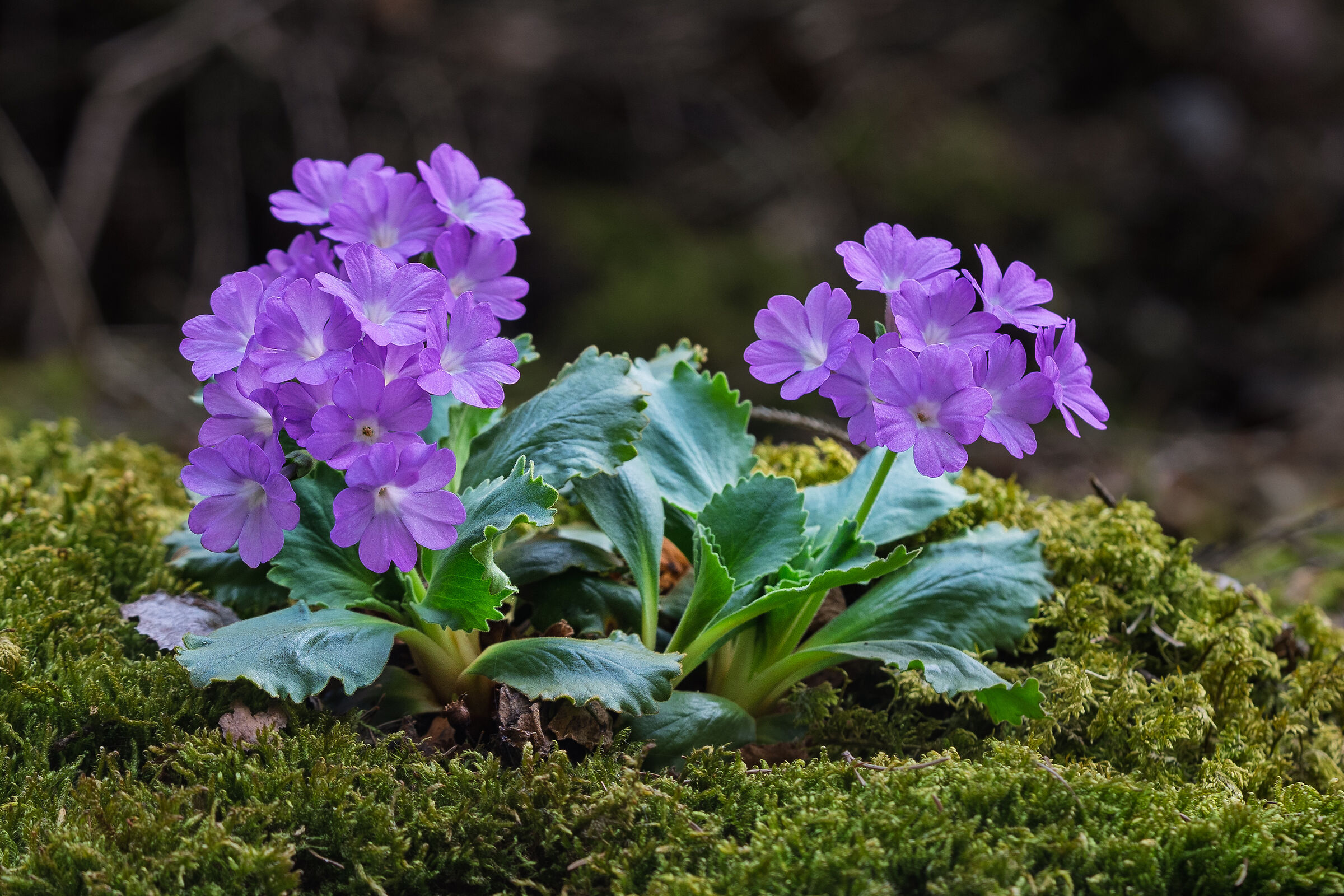 Primula hirsuta