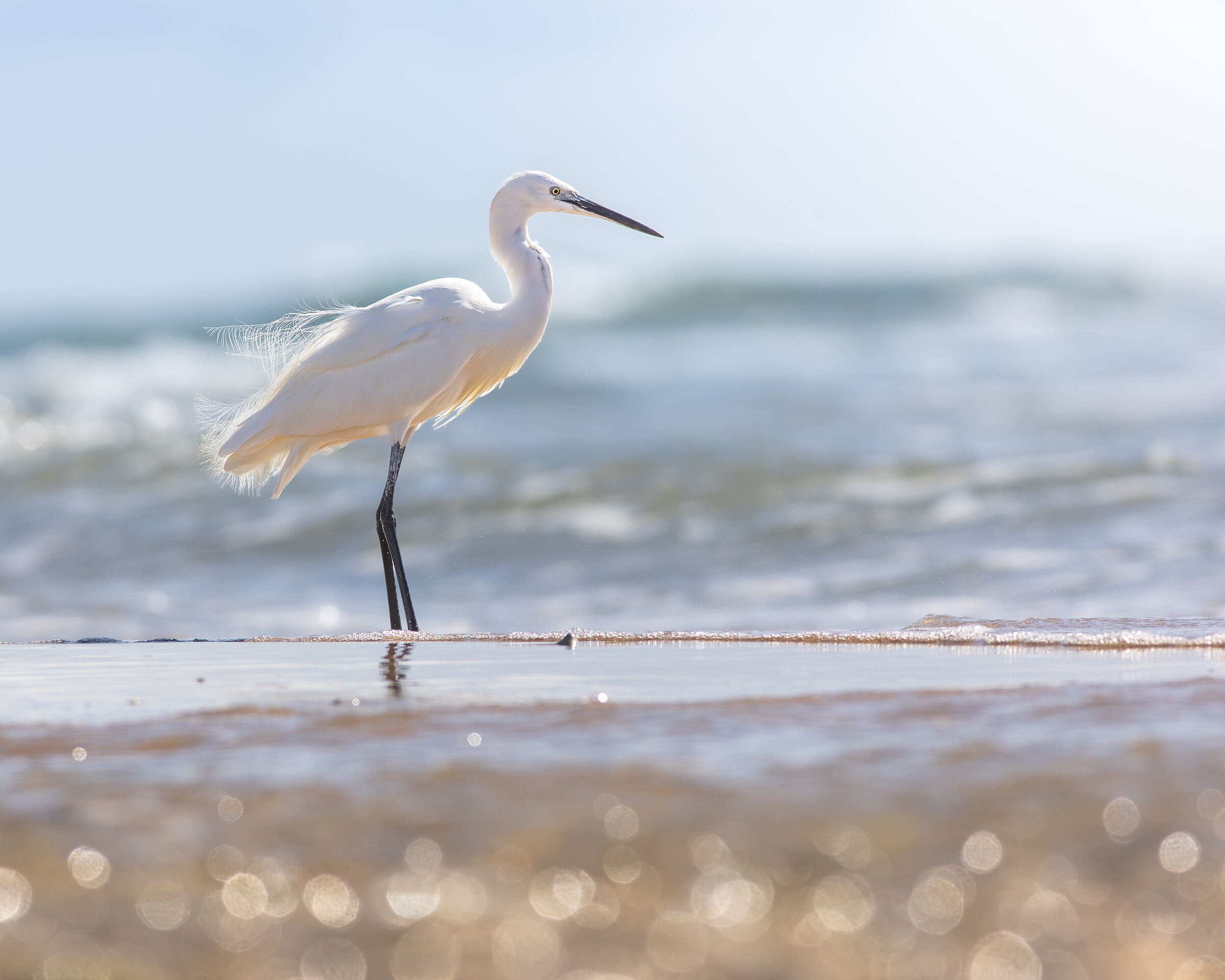 Egret