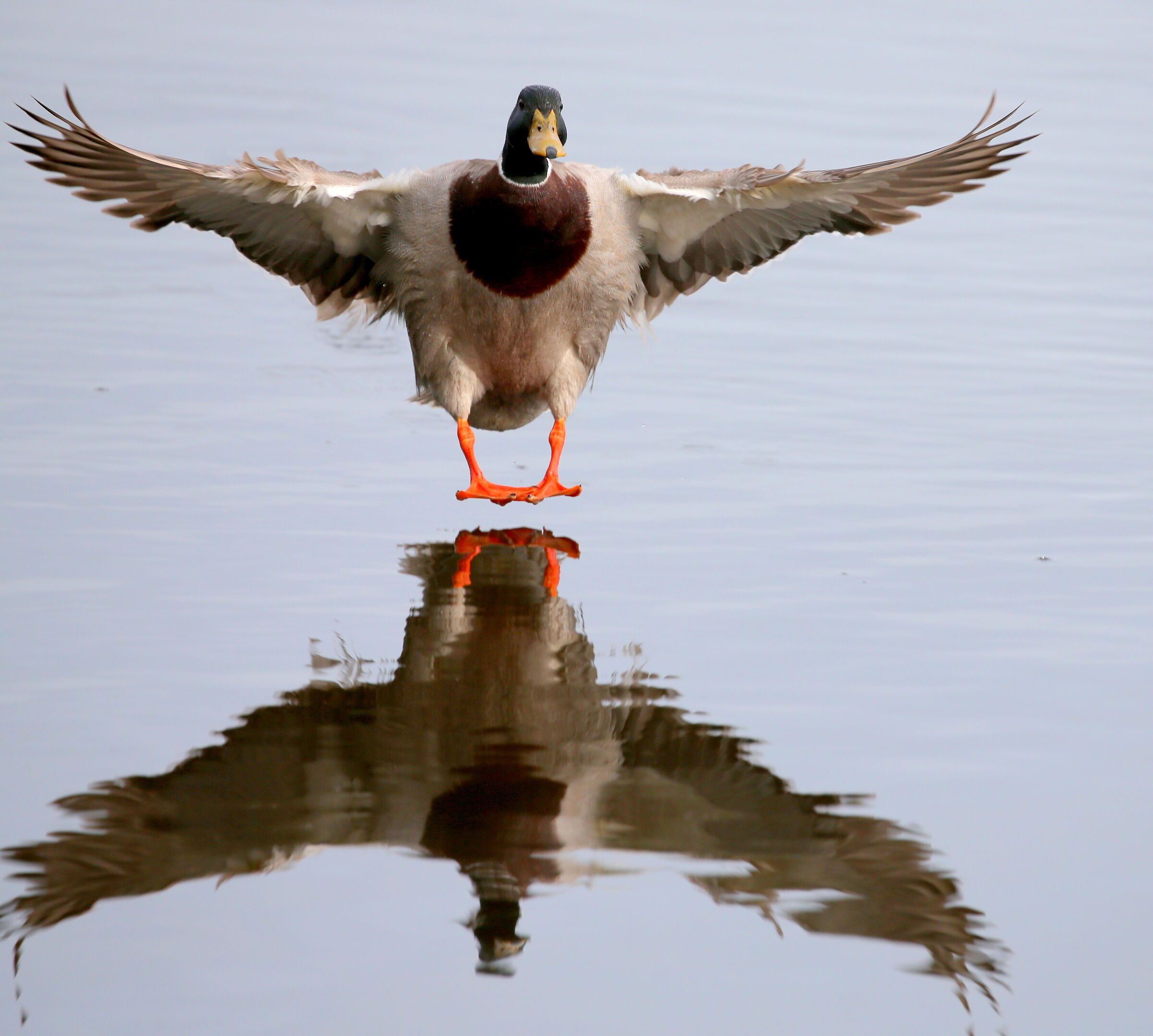 landing