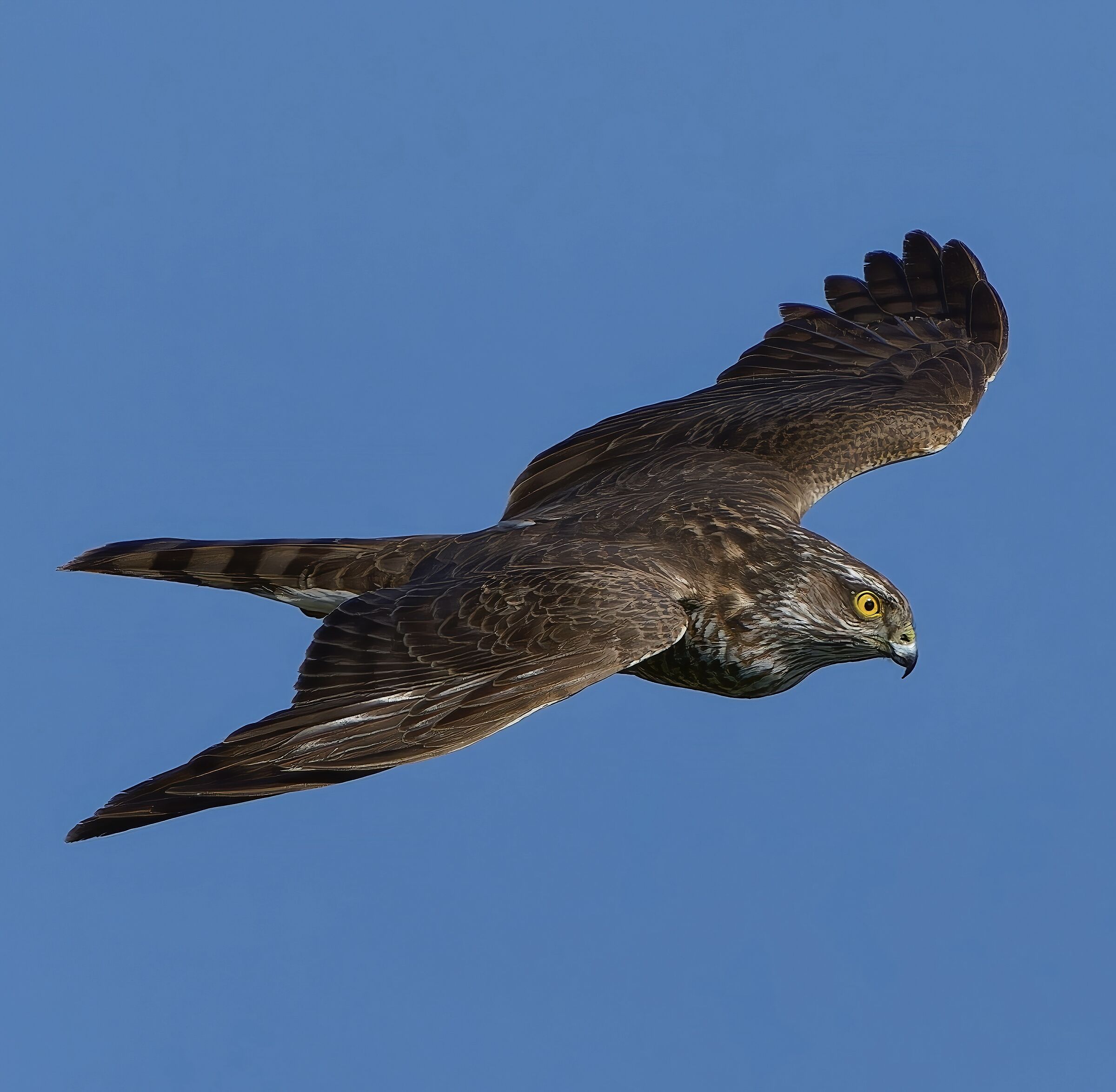 Sparrowhawk