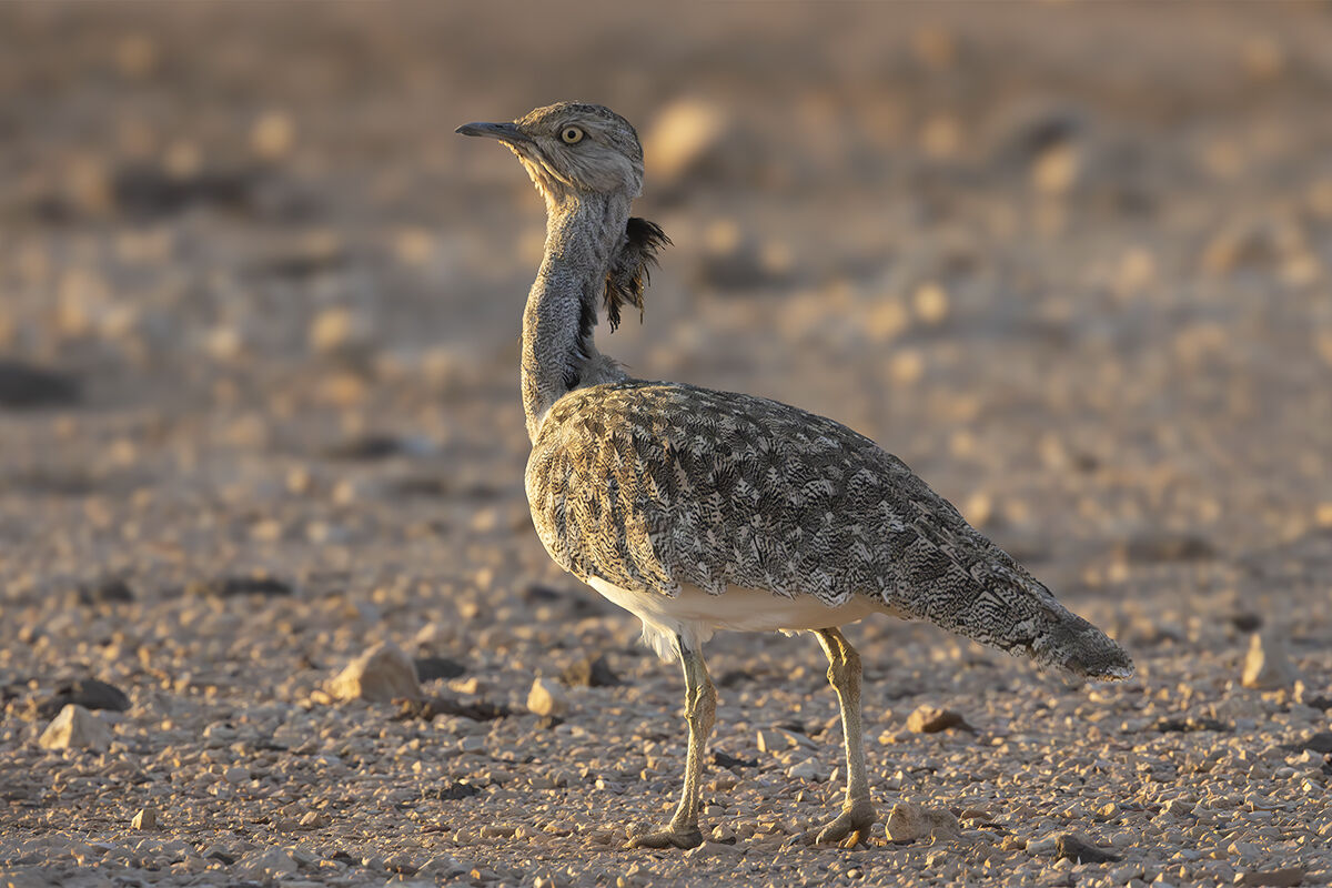 Houbara bustard