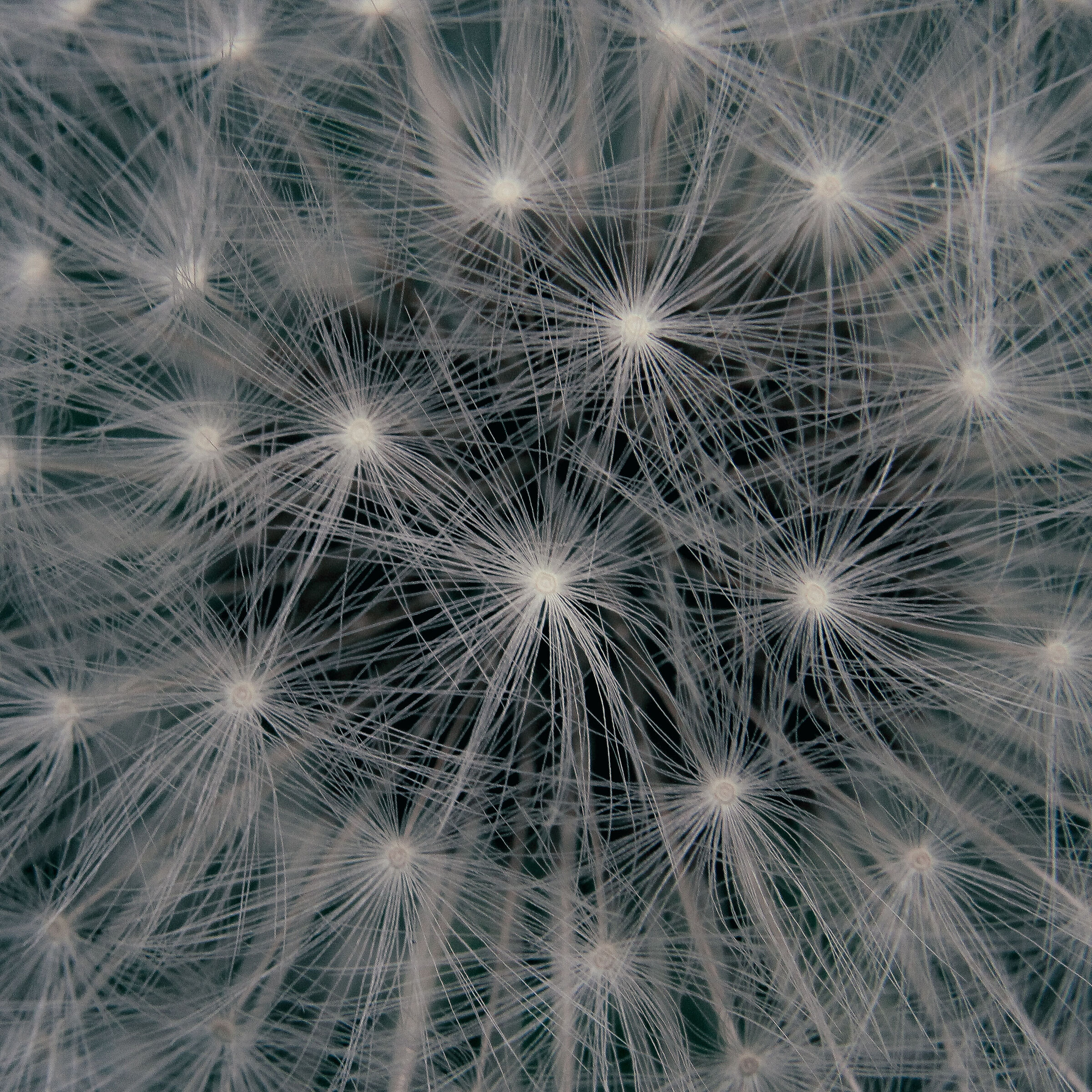 Il segreto del volo - Soffione - Tarassaco