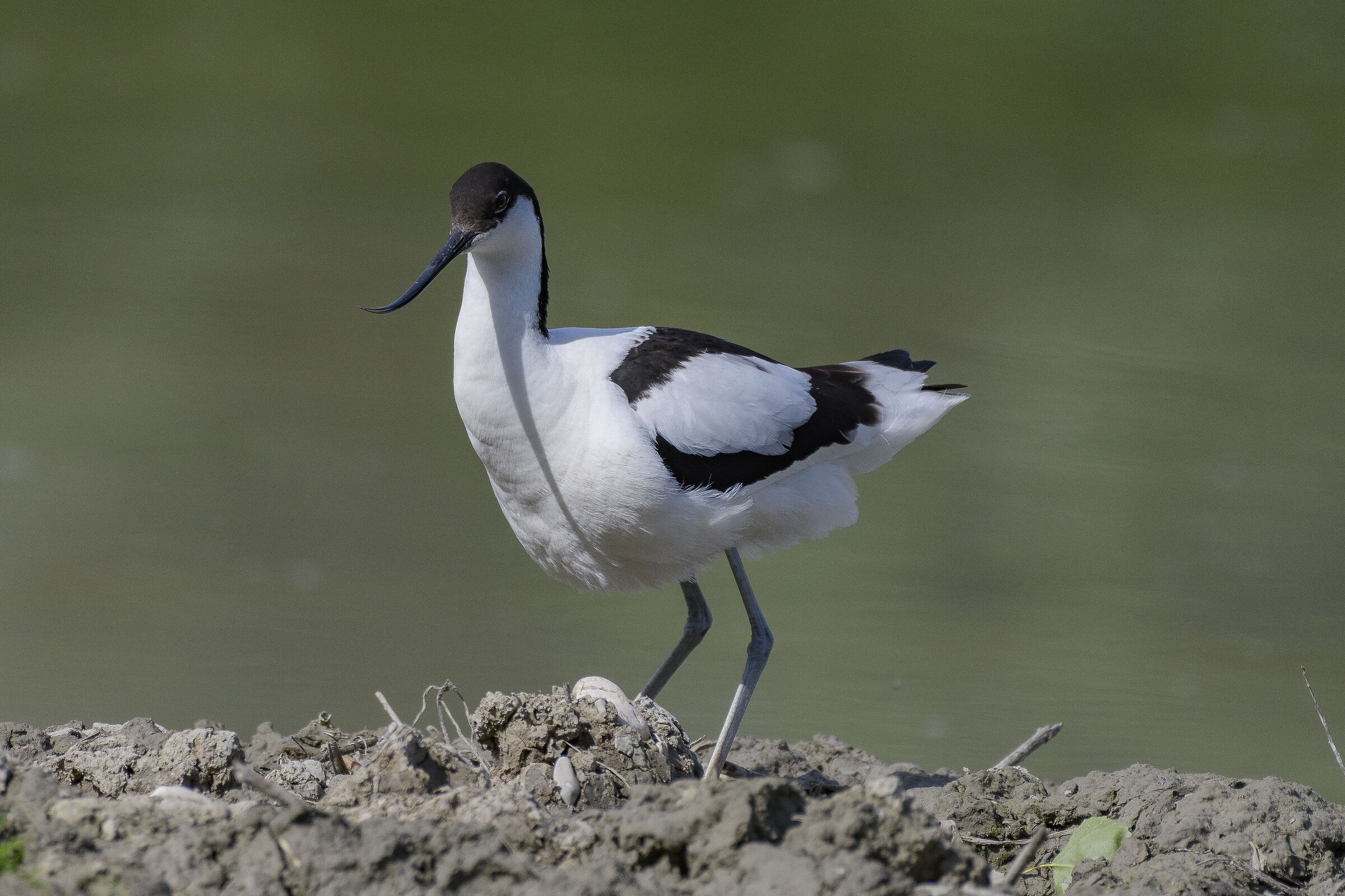 Avocetta