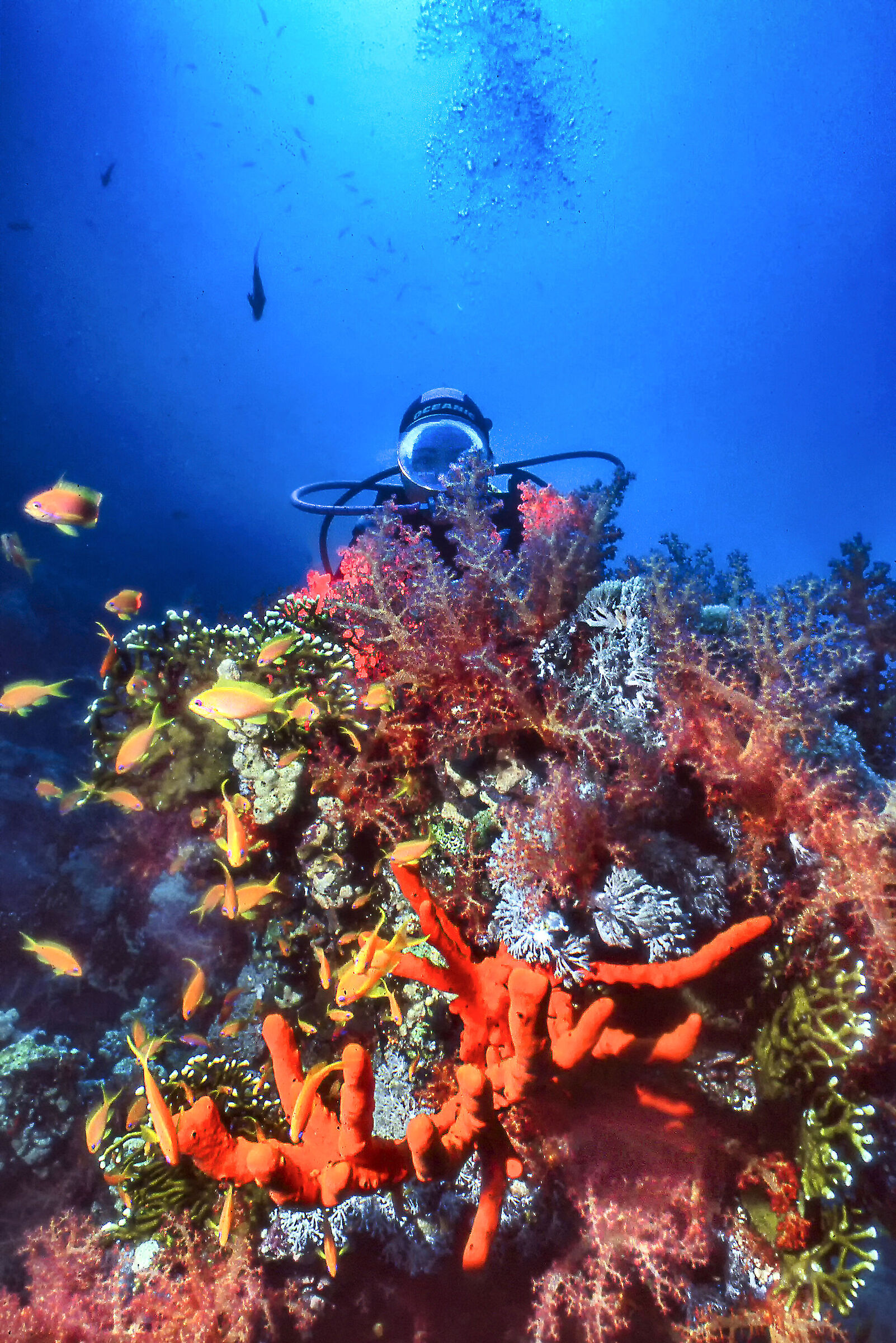 Presenza nel giardino incantato