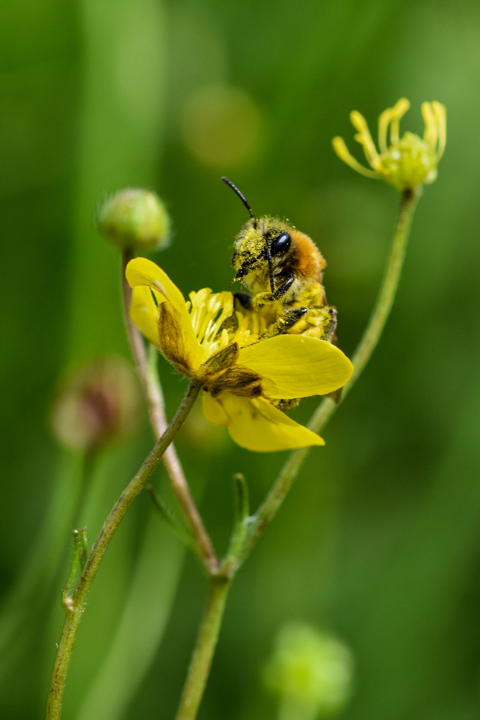 Letteralmente impollinata