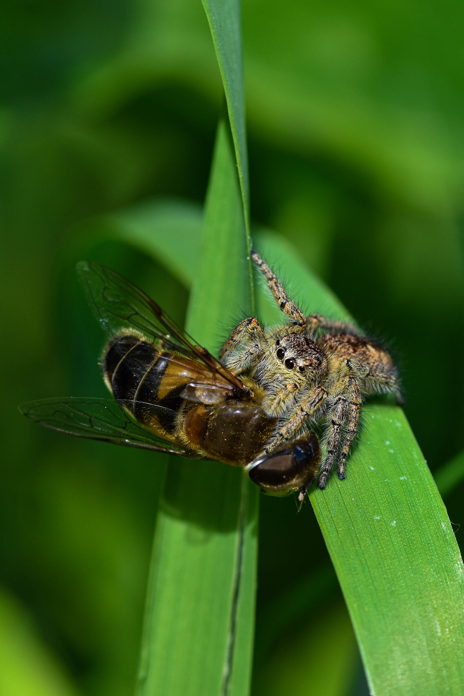 La legge della vita: il più furbo, vince!