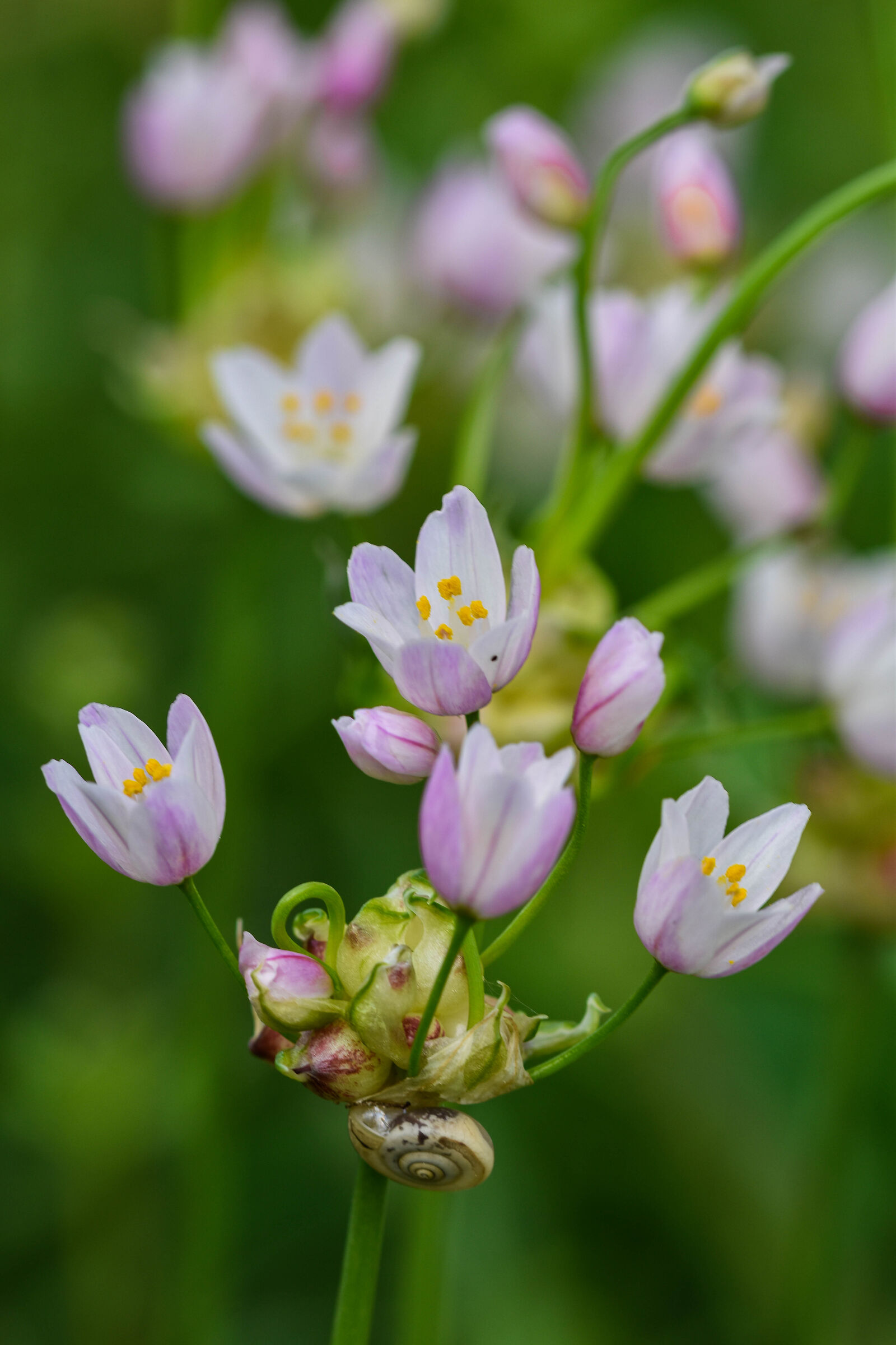 Allium roseum con chiocciolina
