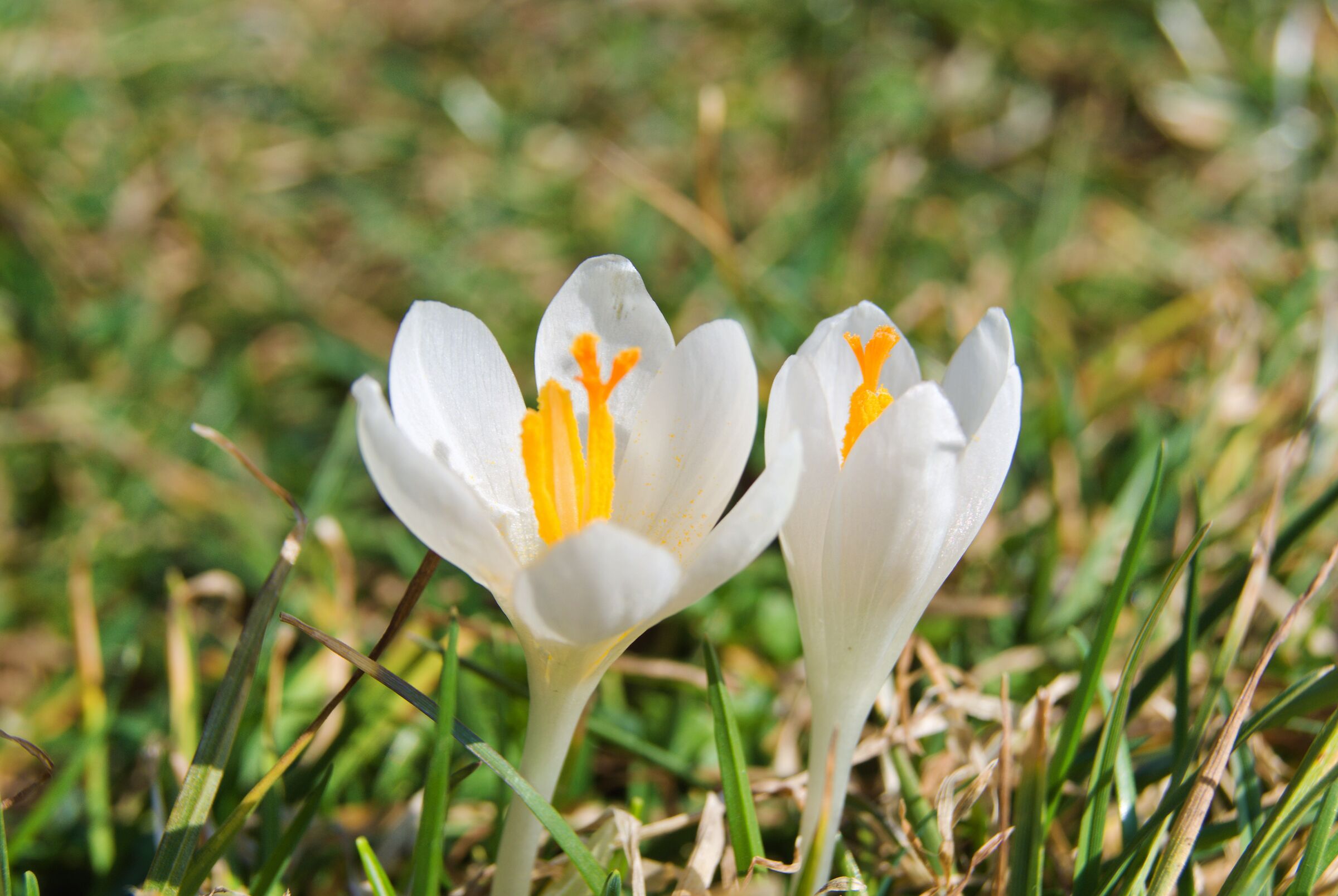 Mountain flowers