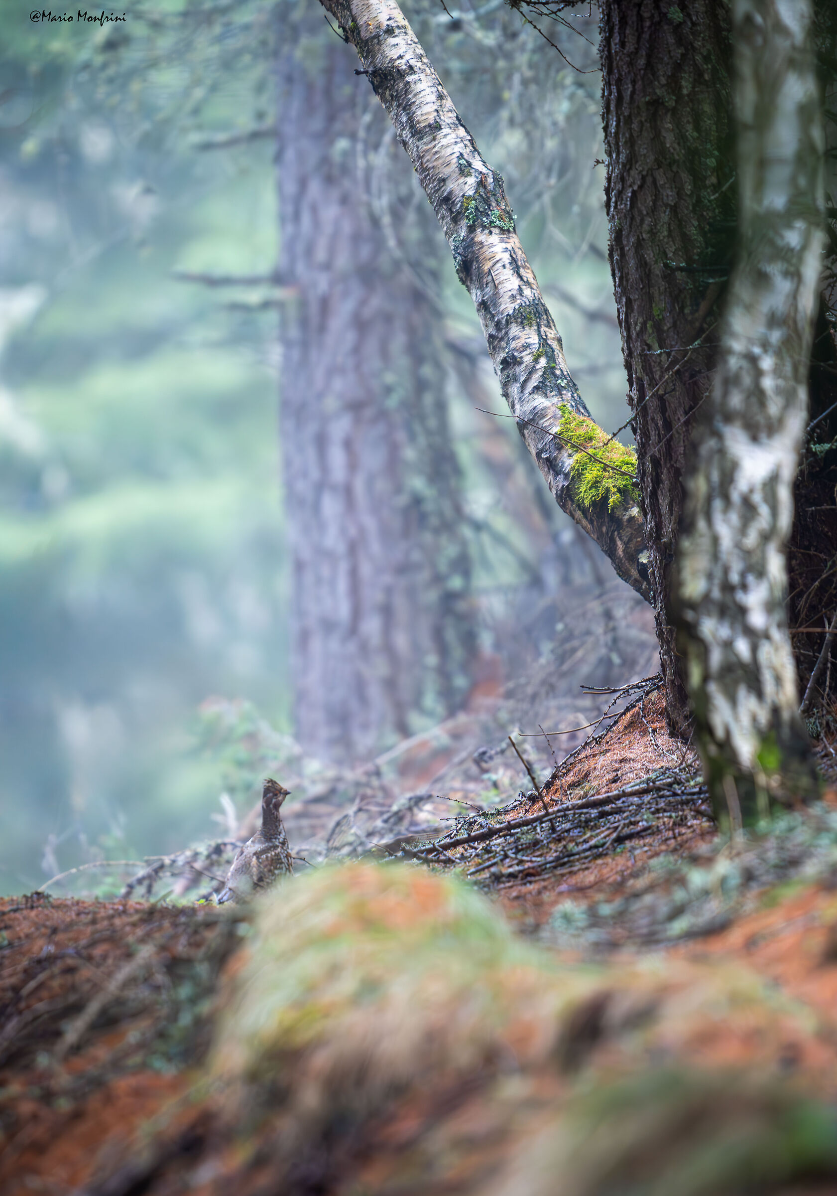 Il folletto del bosco