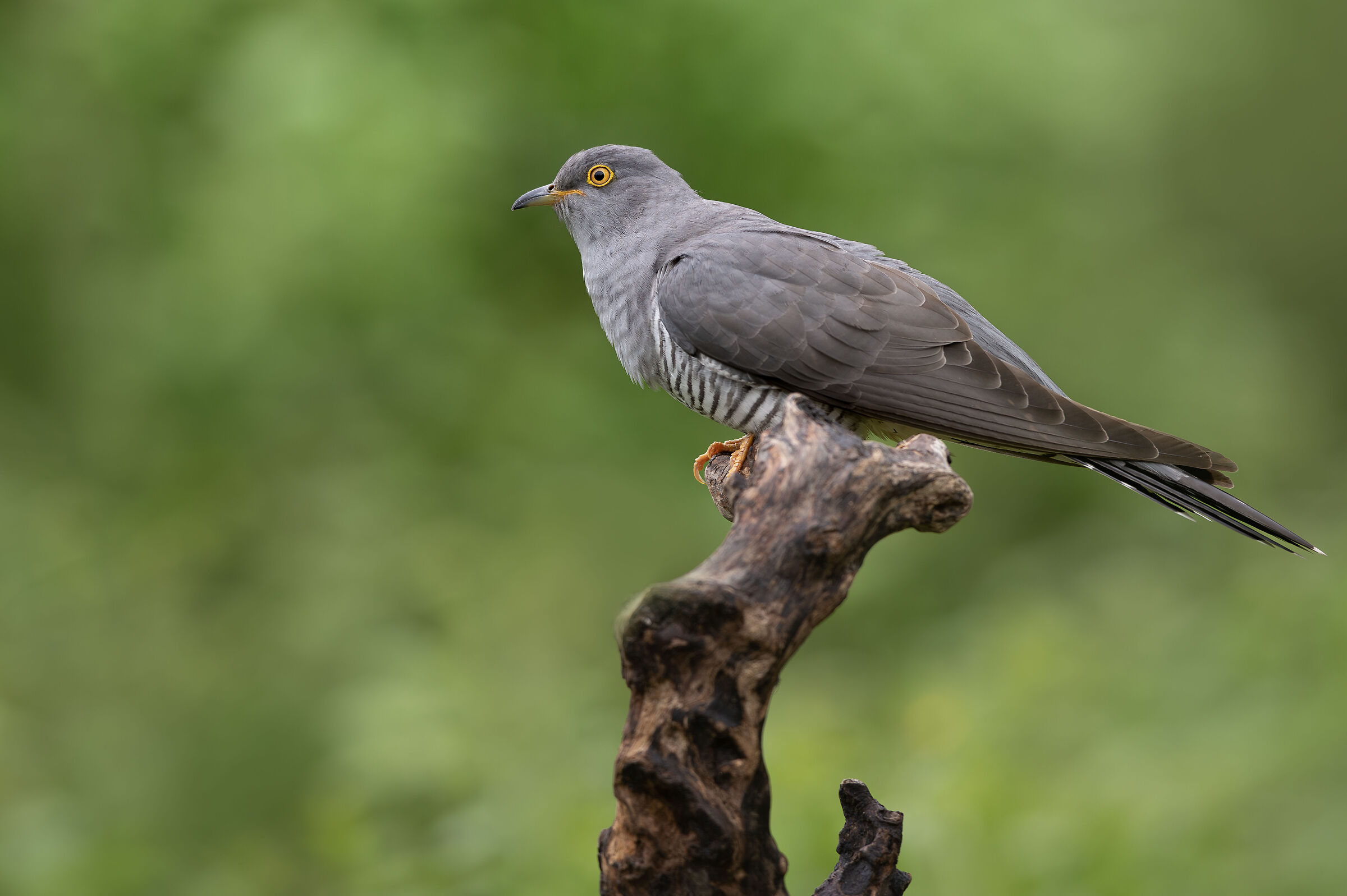 Cuckoo