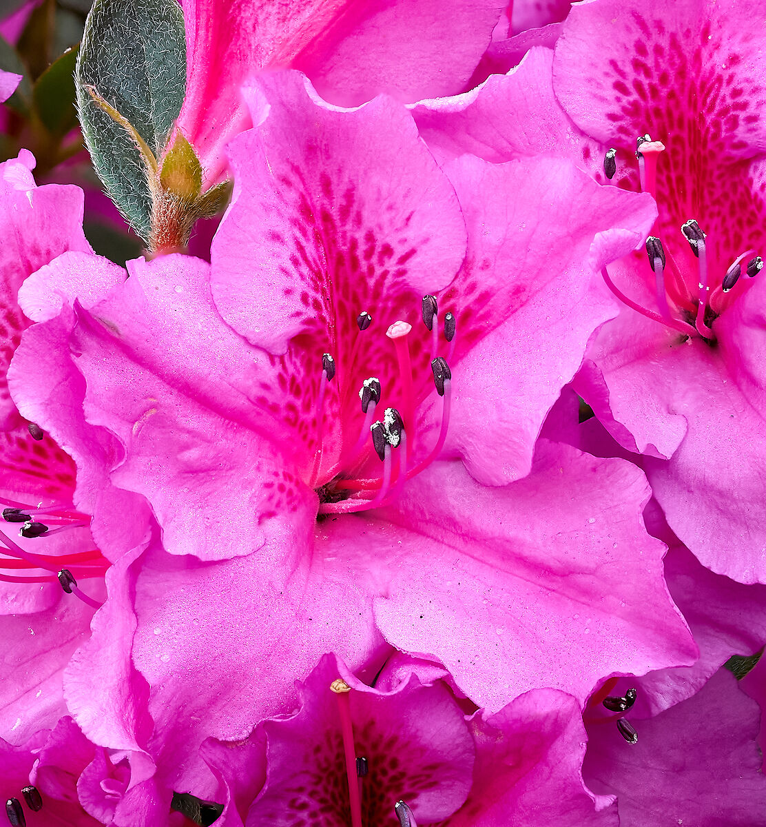 Primi approcci con macro e focus stacking 8.......