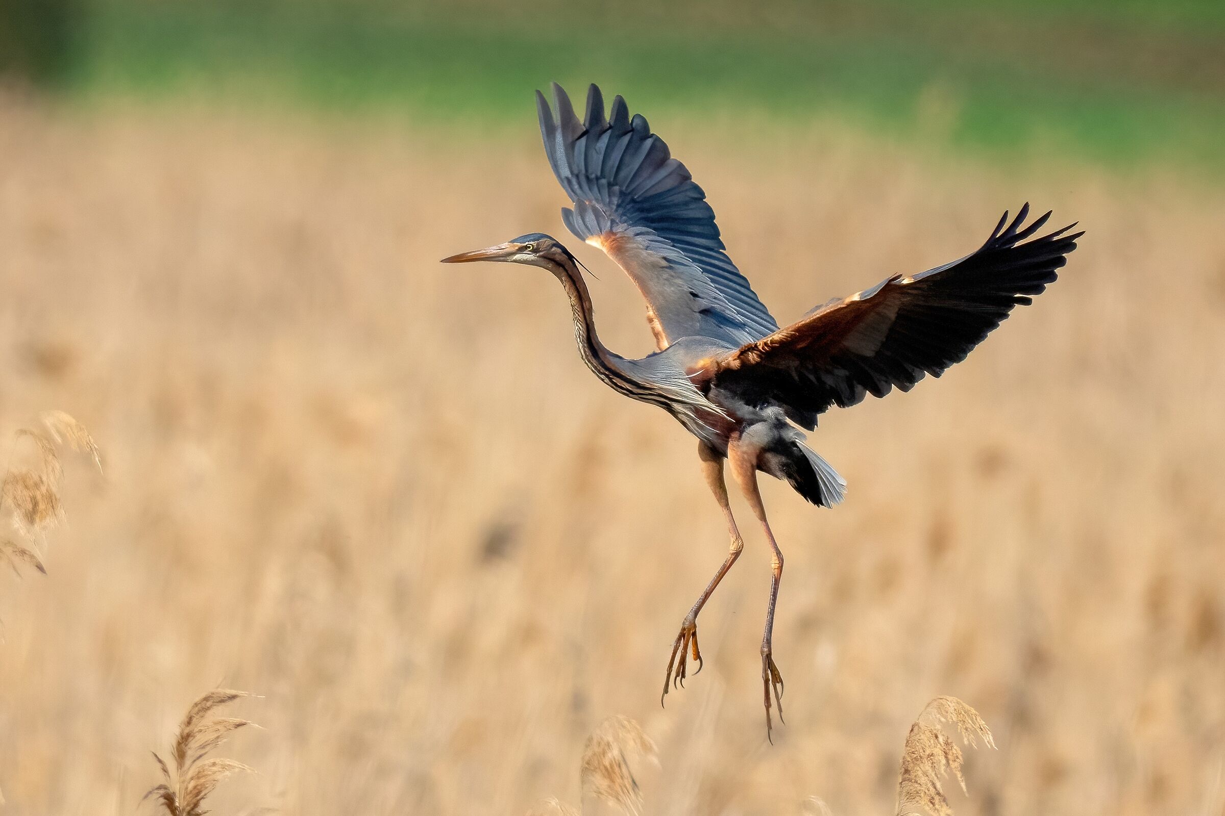 Airone rosso (Ardea purpurea)