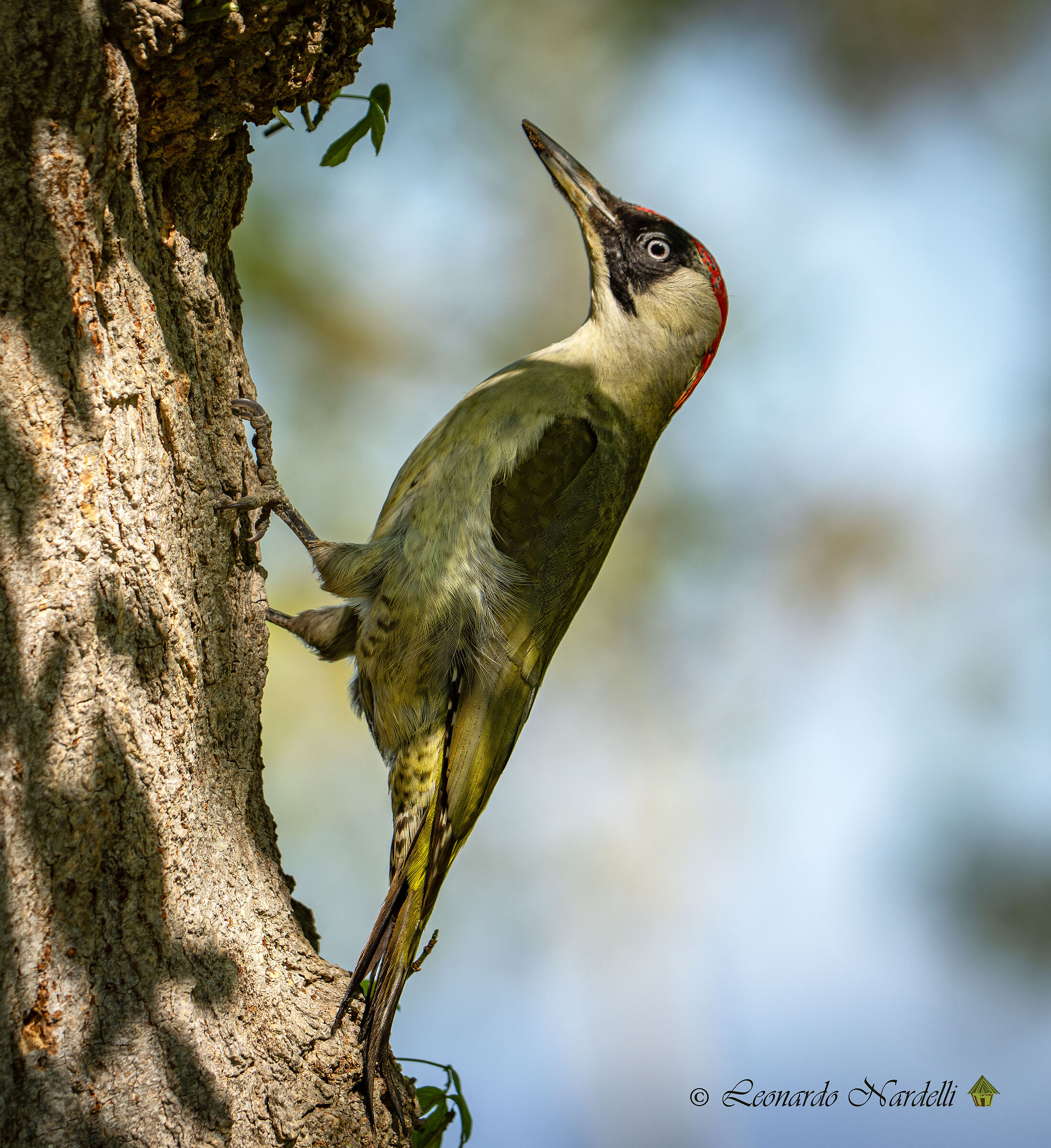 Female Green Woodpecker (Picus viridis),