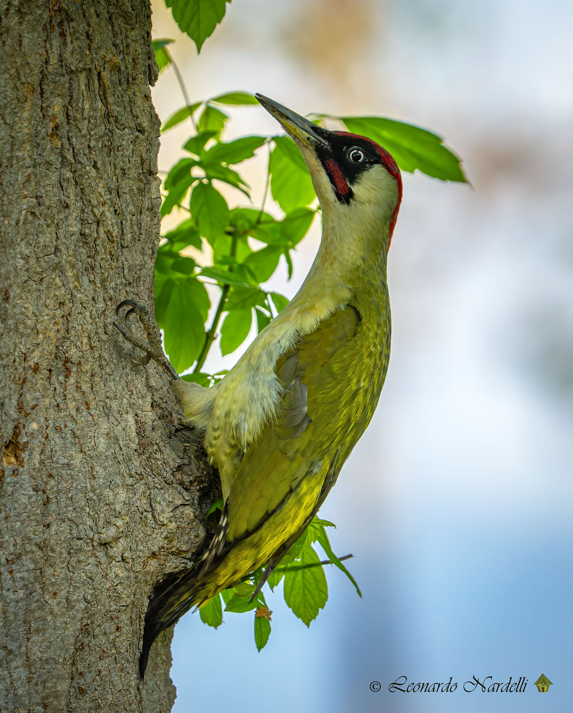 Male Green Woodpecker (Picus viridis),