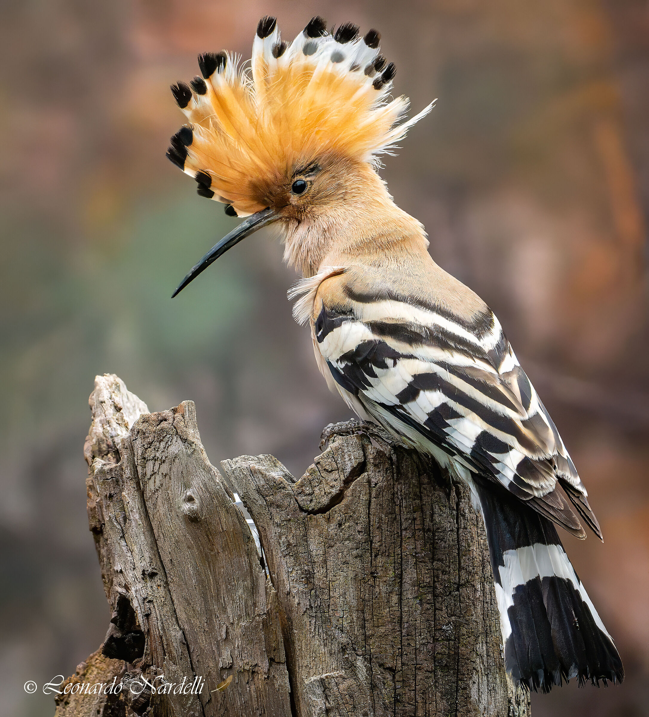 Hoopoe (Upupa epops)