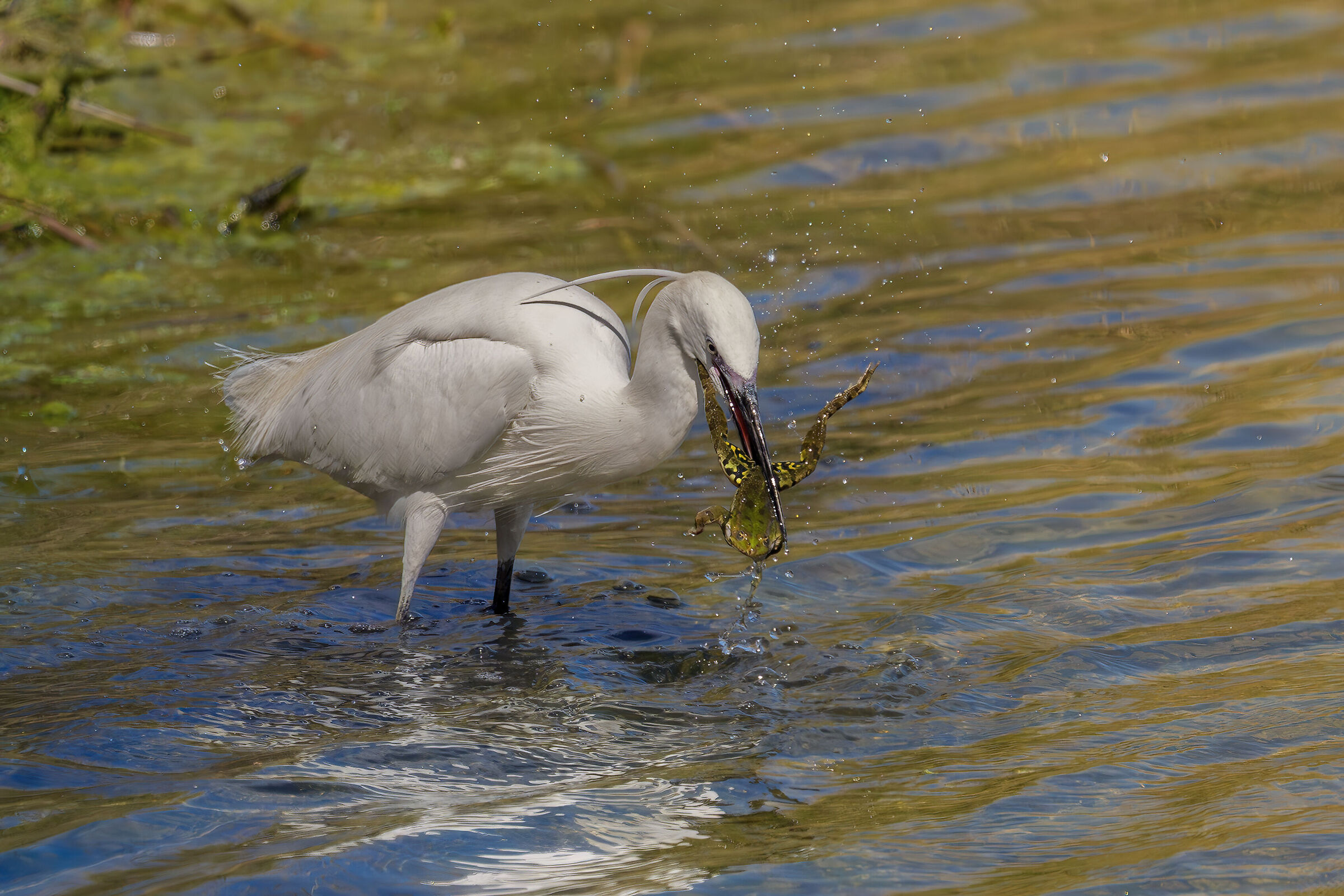 Egret and frog