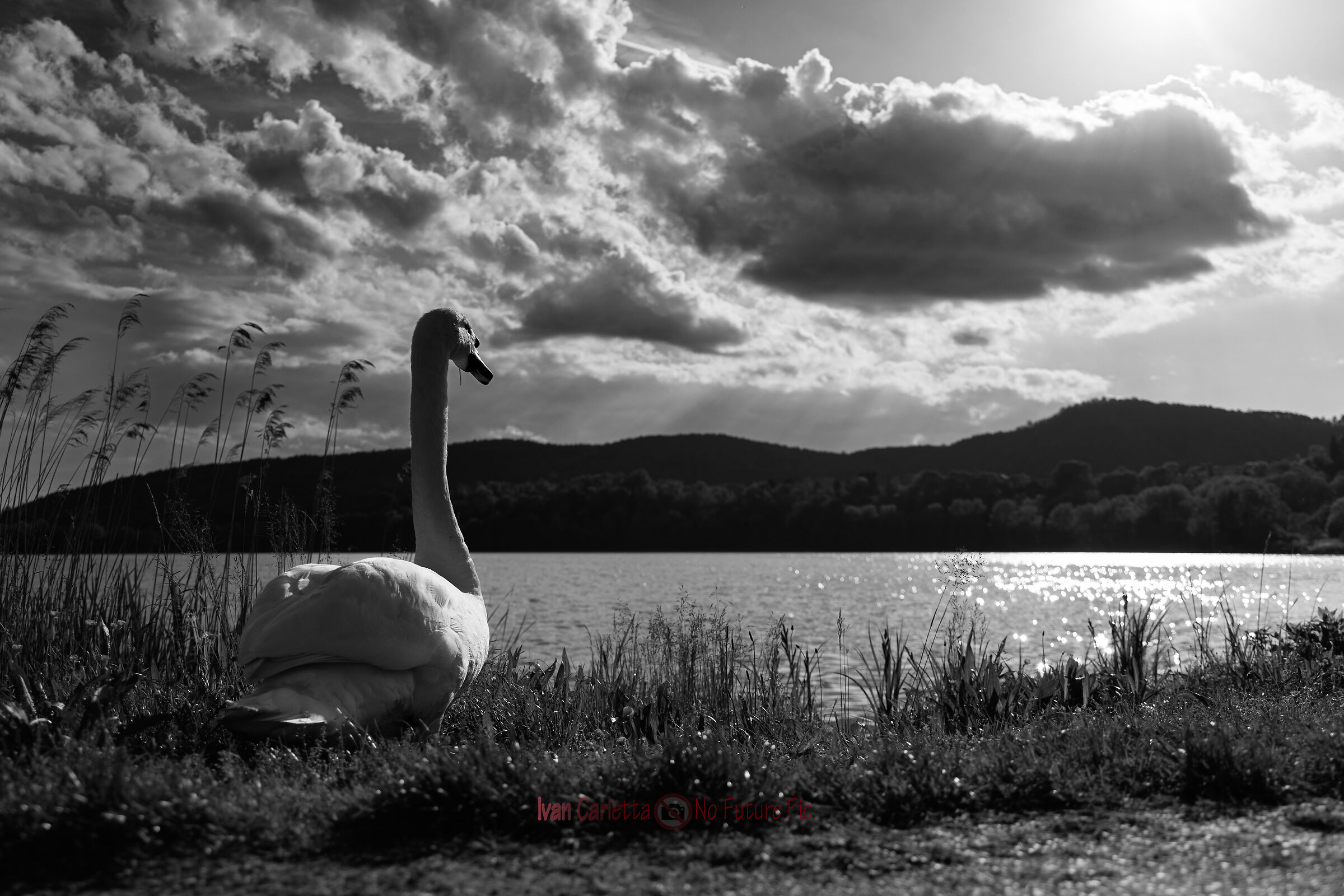 cigno