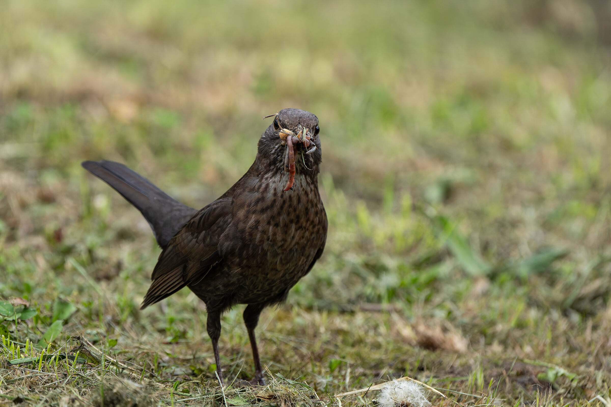 Blackbird with snack