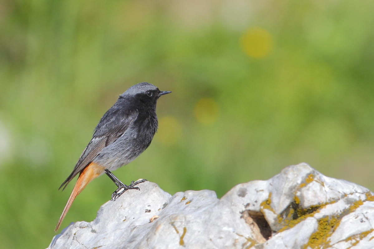 Codirosso spazzacamino