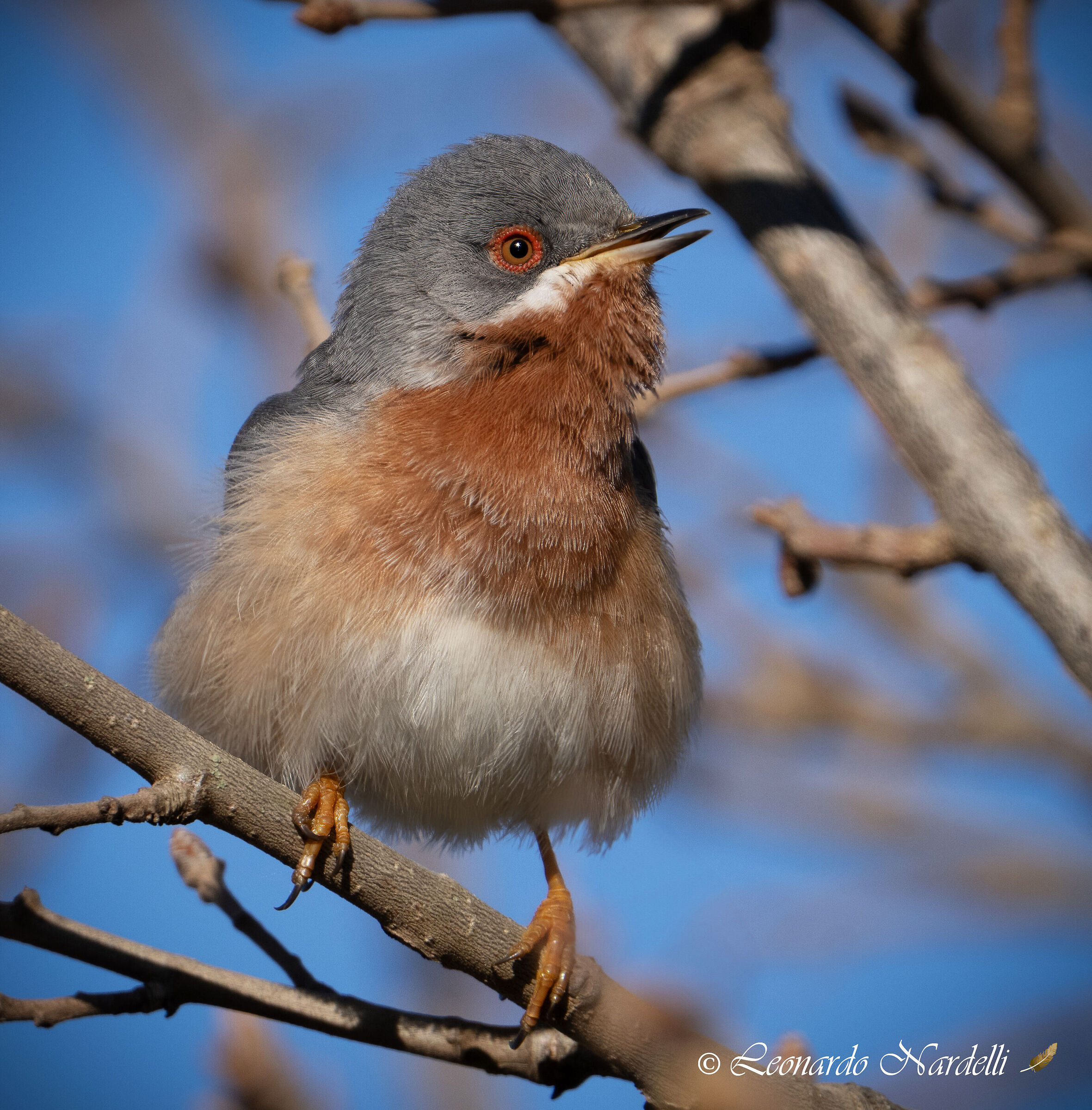 Male Warbler (Sylvia cantillans),