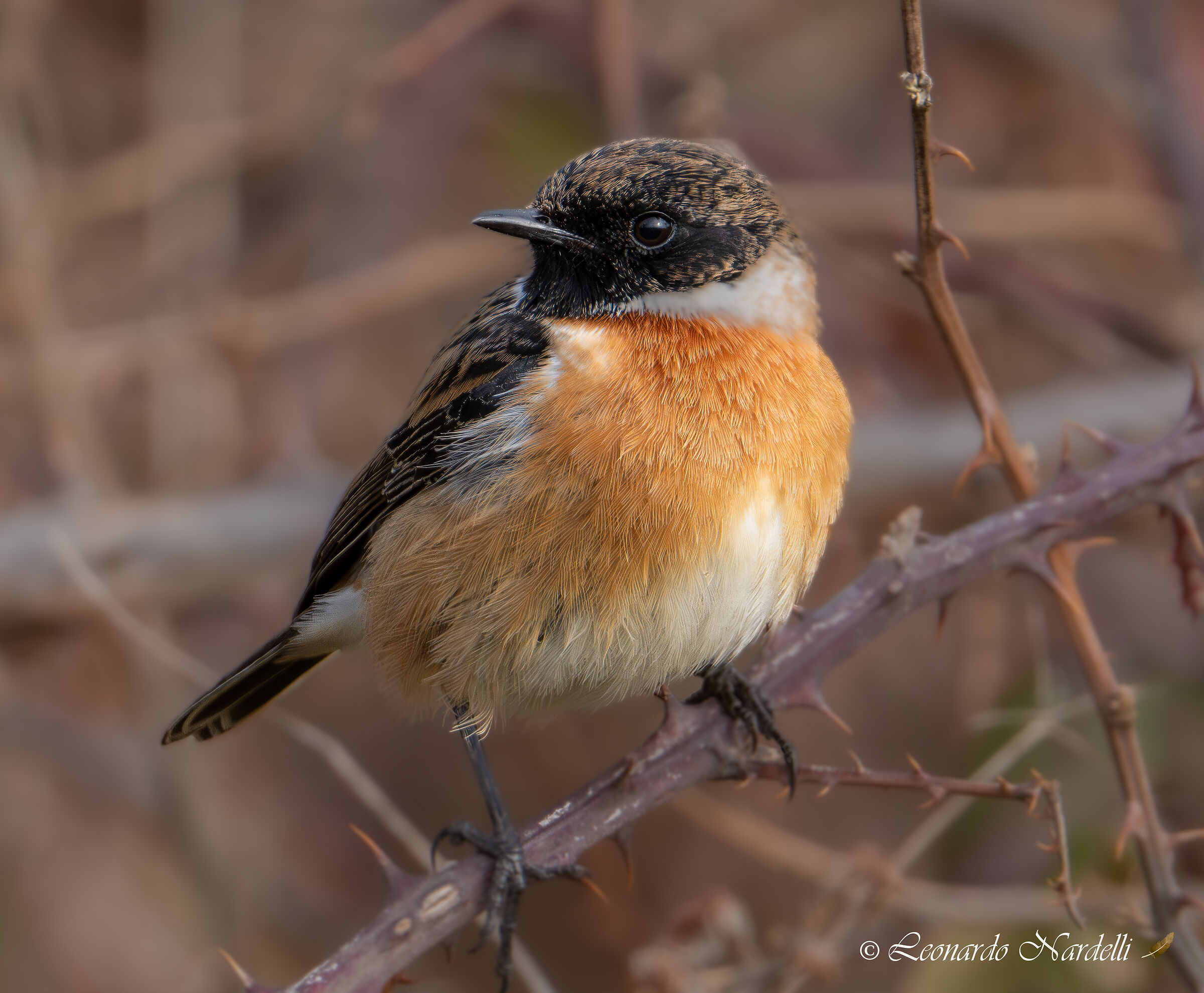 Male Stonechatter
